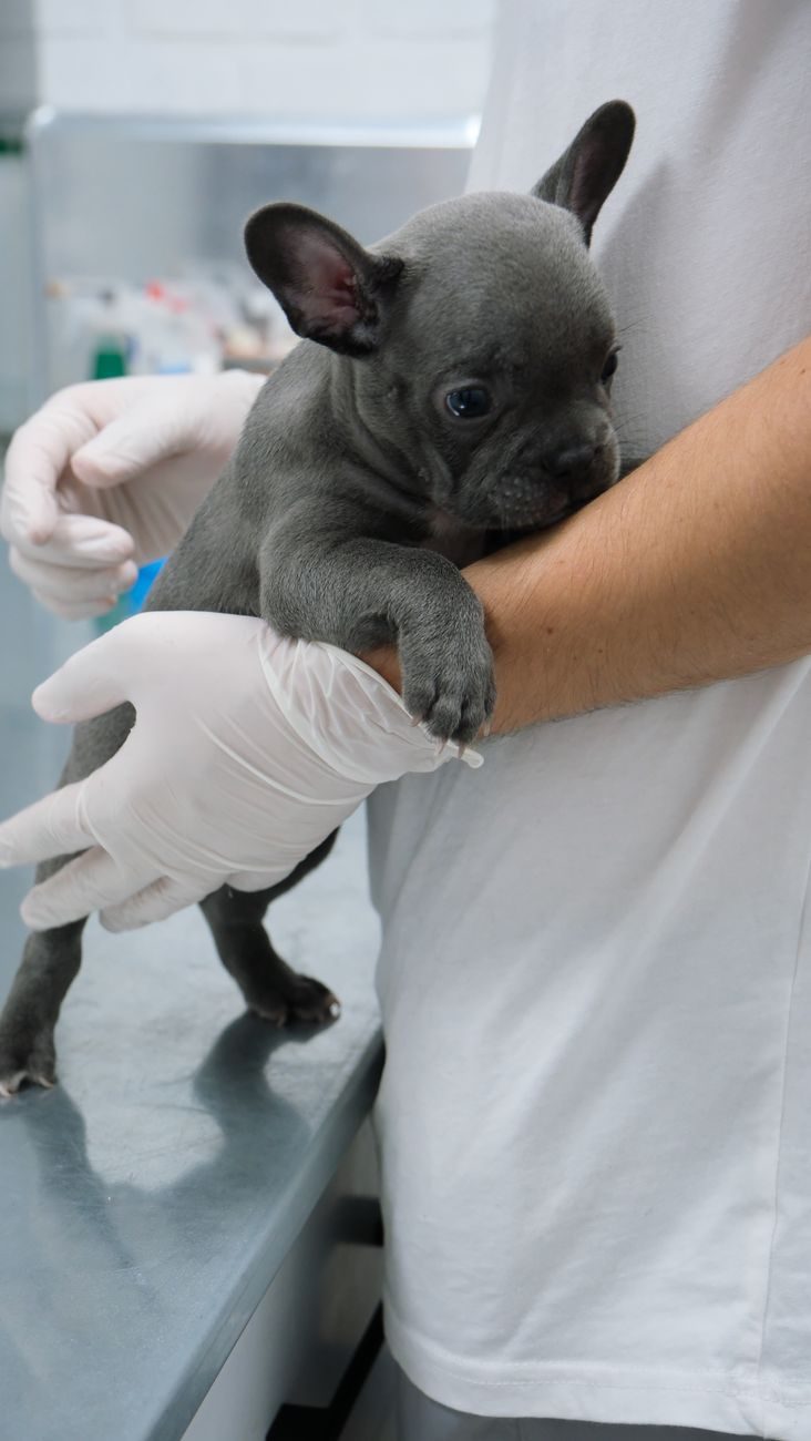 French Bulldog puppy held by veterinary staff in gloves