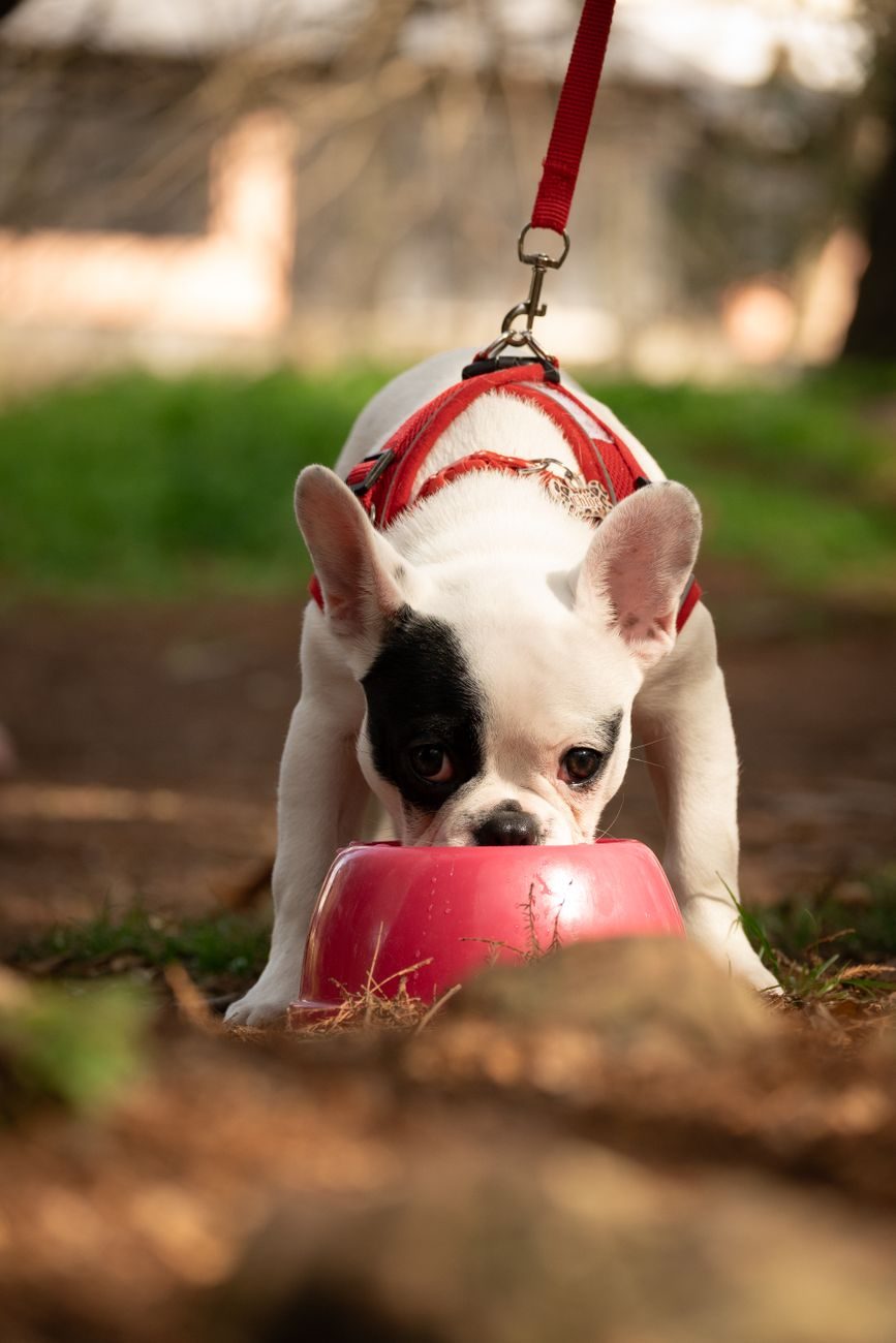 French Bulldog puppy drinking water from a red bowl