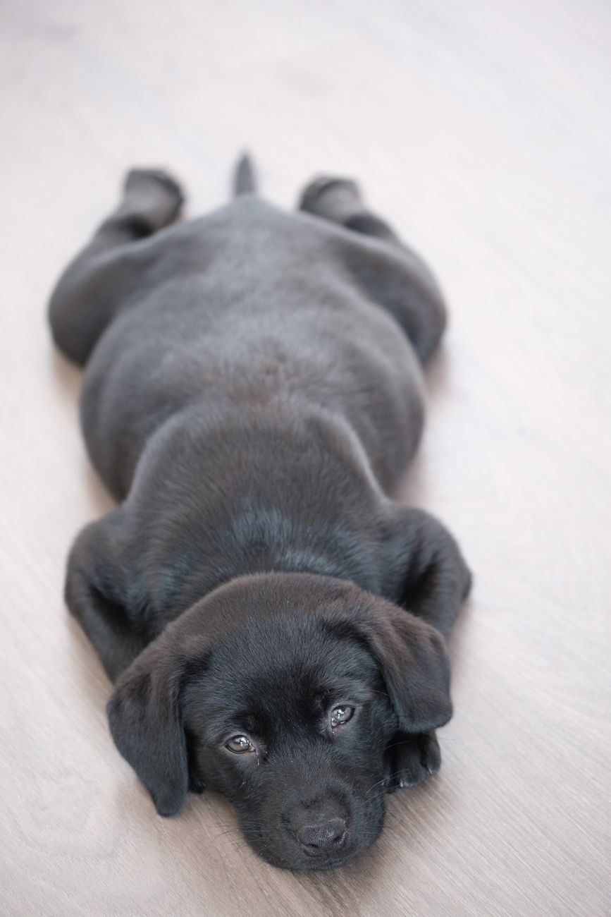 Black Labrador puppy lying flat on a wooden floor