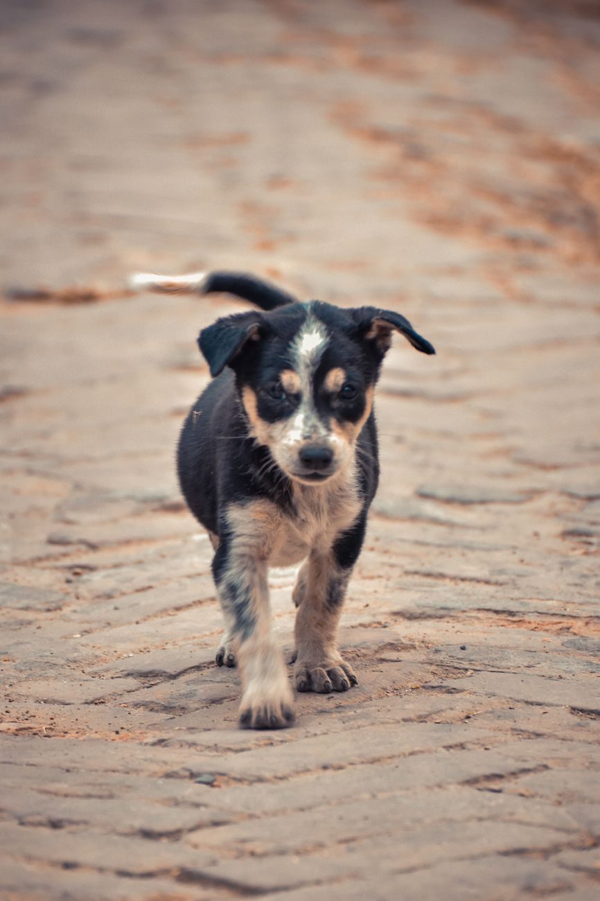 Young puppy walking on a brick pavement
