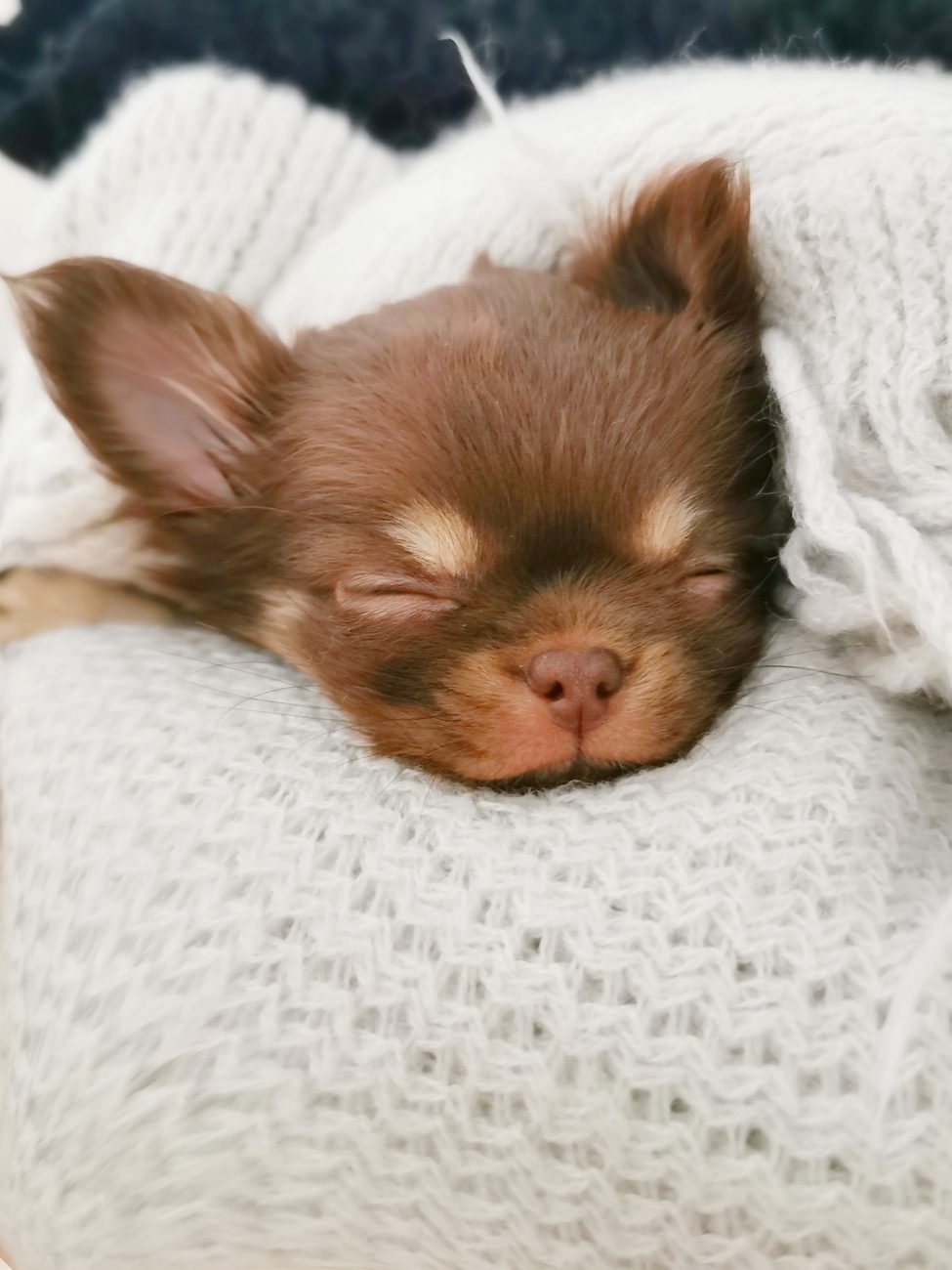 Chihuahua puppy sleeping wrapped in a soft blanket