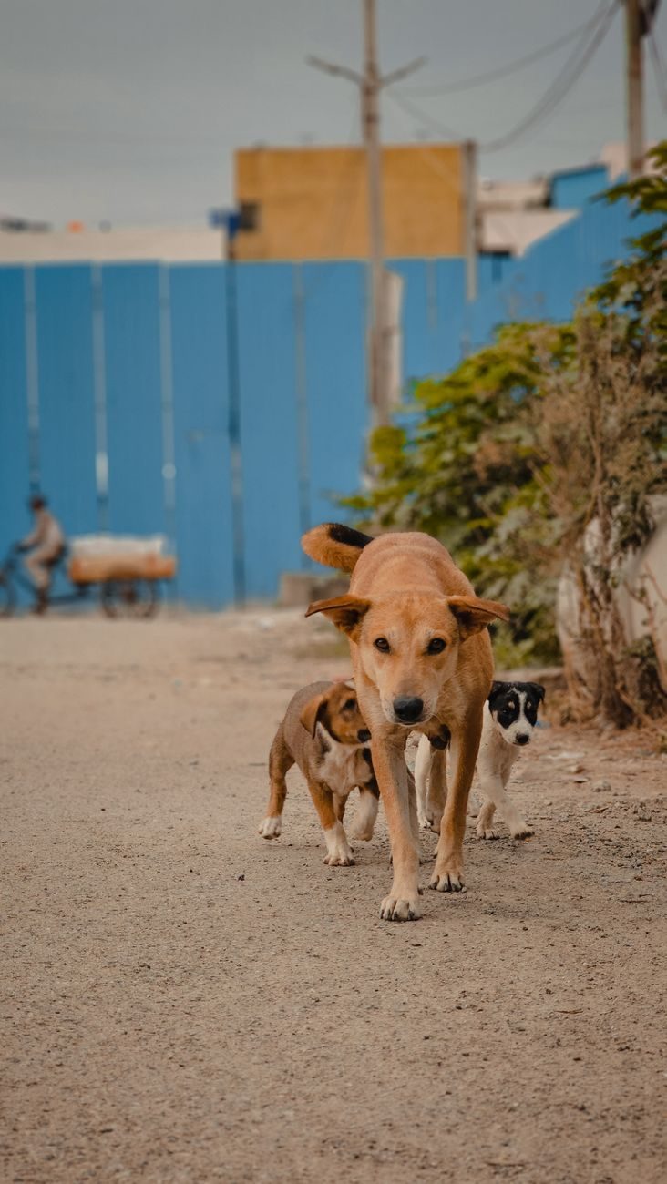 Mother street dog with puppies on an Indian lane