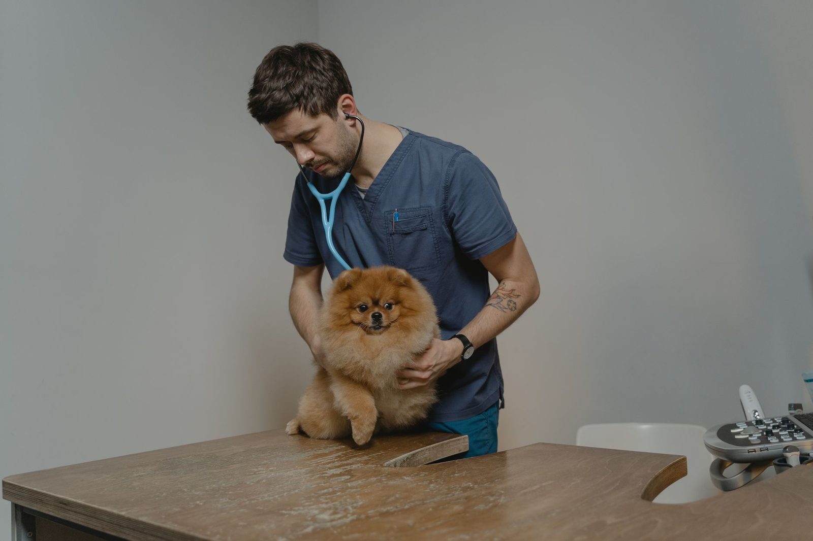 Veterinarian listening to a small dog's chest with a stethoscope