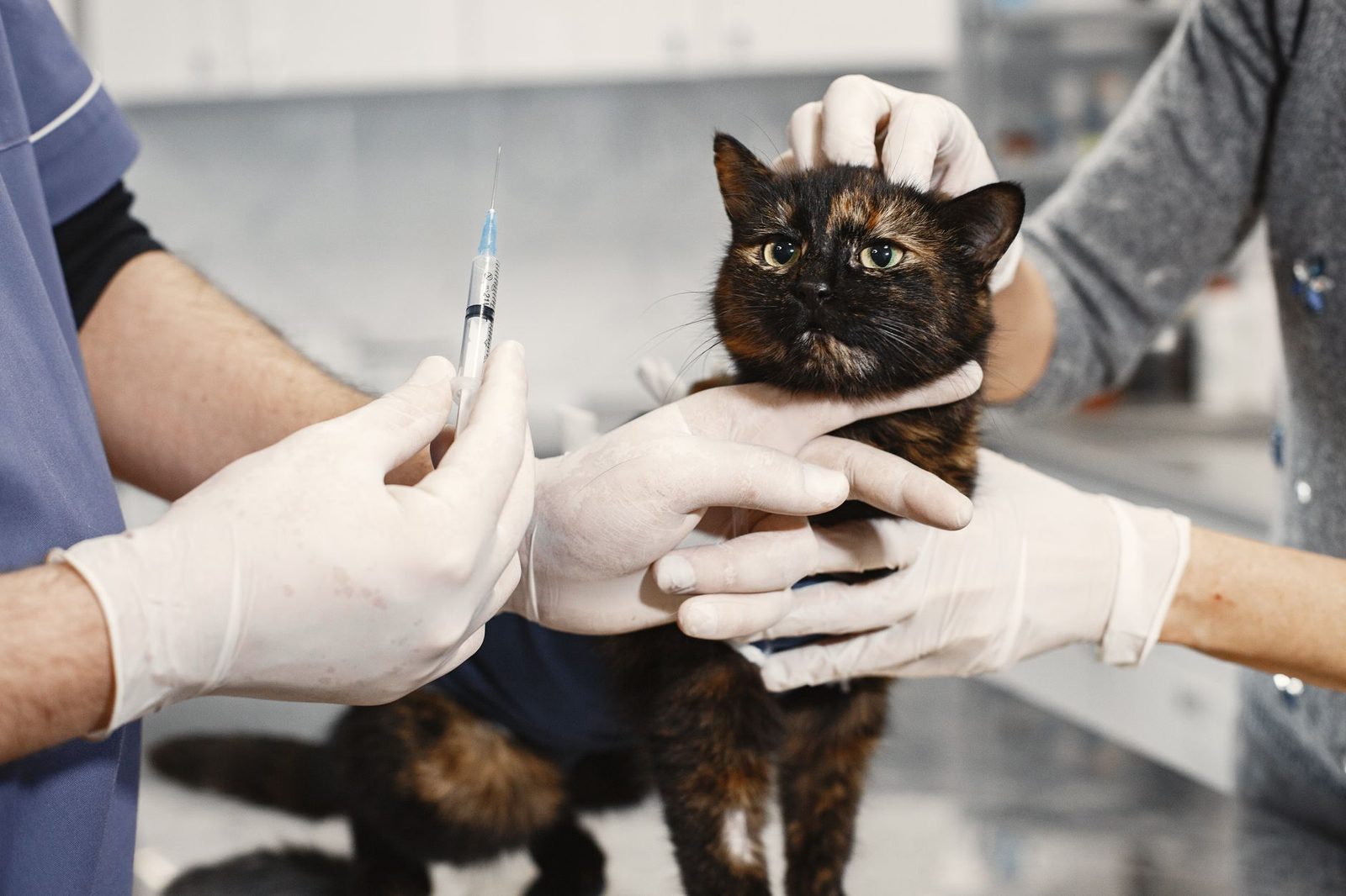 Veterinarian vaccinating a tortoiseshell cat in a clinic