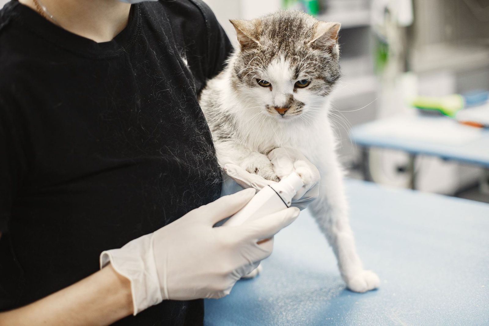 White cat being examined by a vet wearing gloves