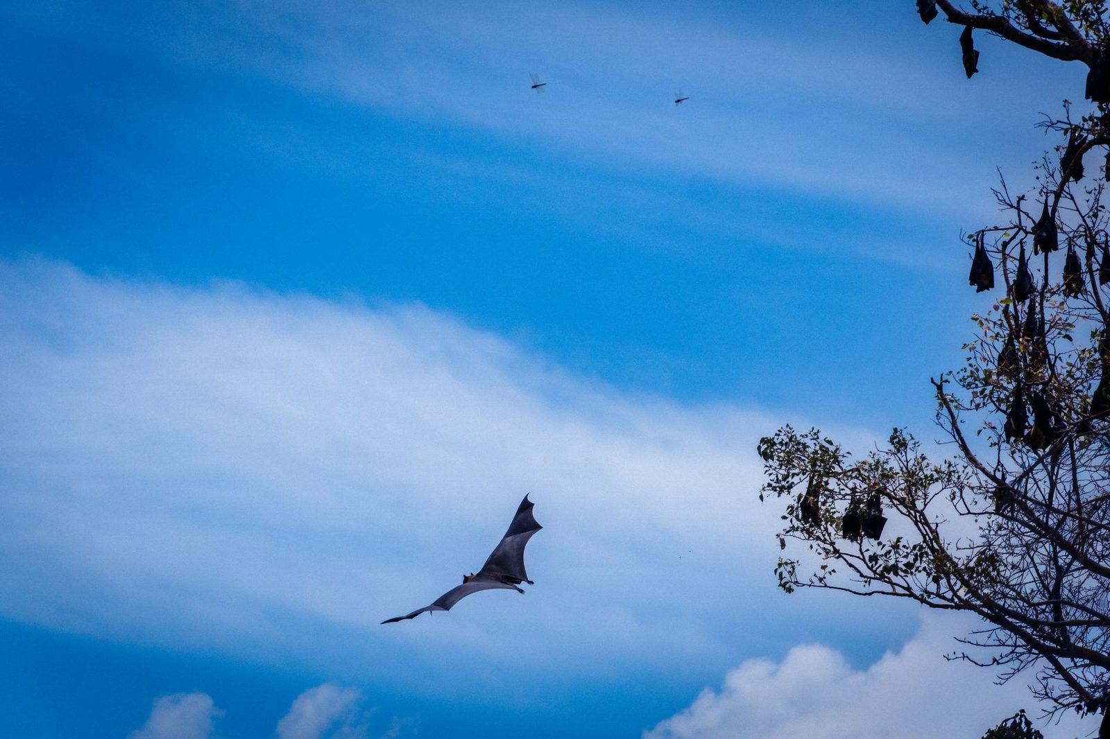 Fruit bat flying against a blue sky
