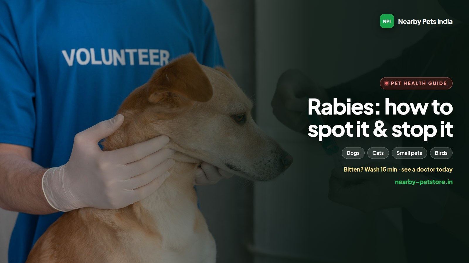 Rabies in Pets: How to Identify It, First Aid After a Bite, and How to Prevent It