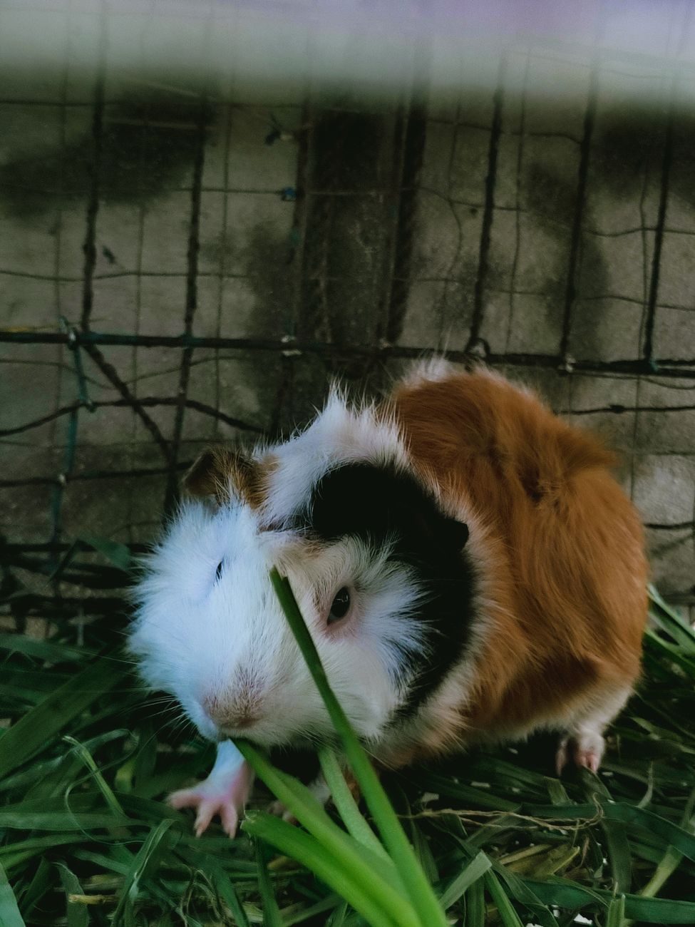 Guinea pig eating grass outdoors