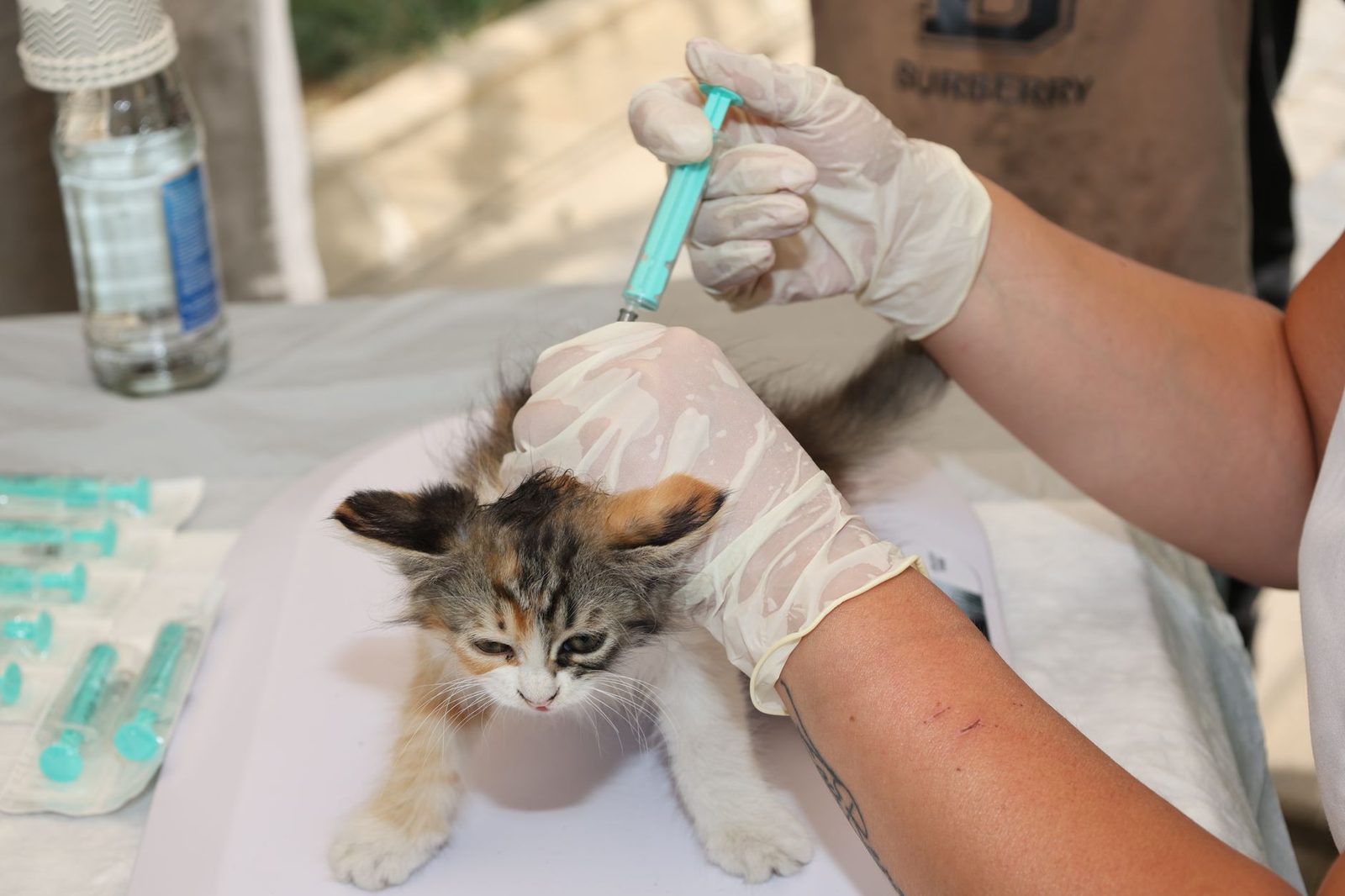 Kitten receiving a vaccination from a veterinarian