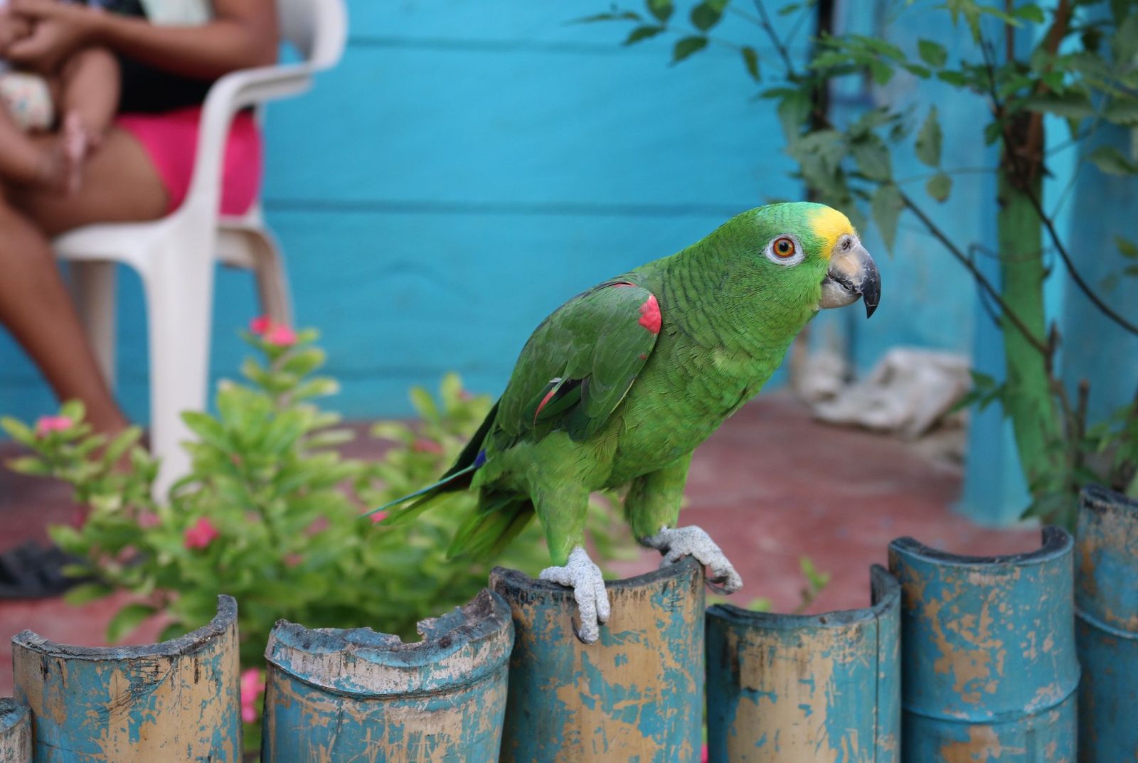 Green pet parrot perched on a fence