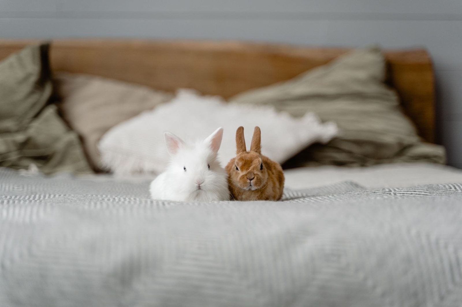 Two pet rabbits sitting on a bed indoors