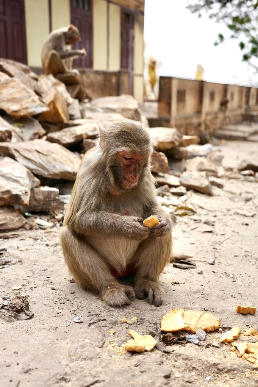 Rhesus macaque monkey sitting on rocks in an Indian city