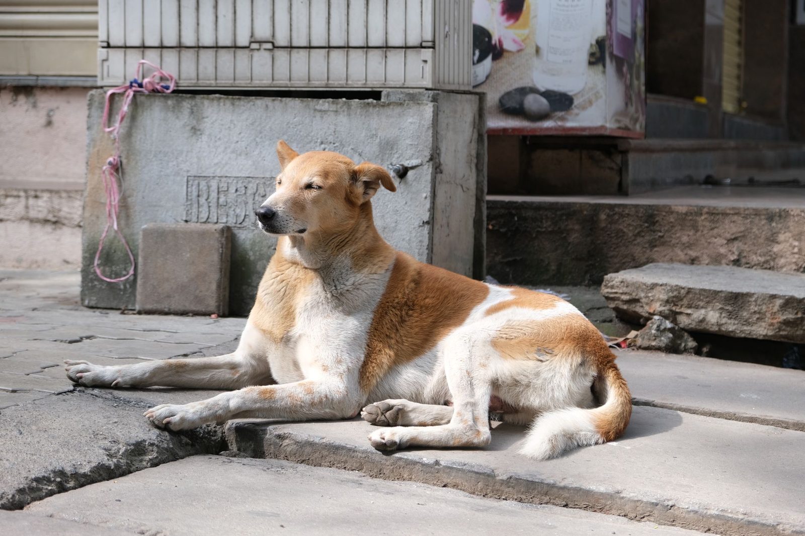 Indian street dog resting on a pavement in Bengaluru