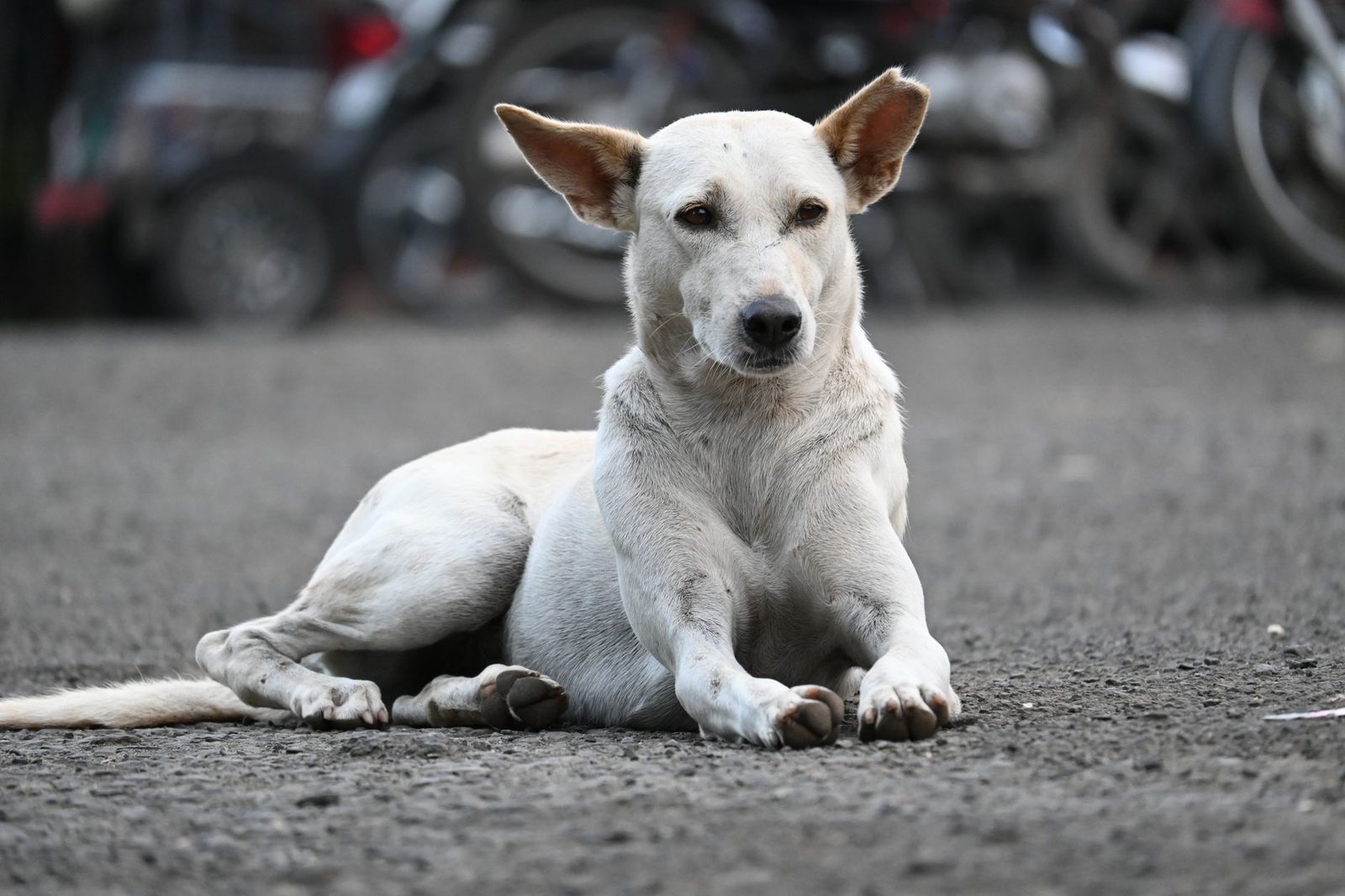 White street dog lying calmly on a road in Bhopal
