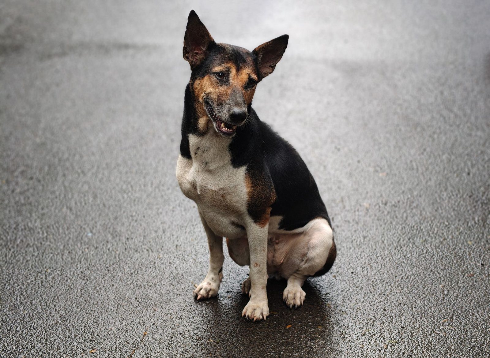 Street dog sitting on a wet road in Kolkata