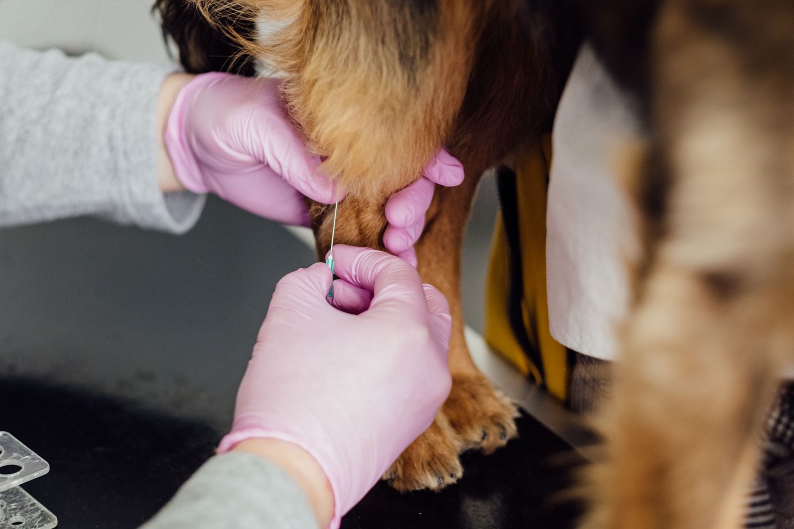 Veterinarian injecting a rabies vaccine into a dog's leg