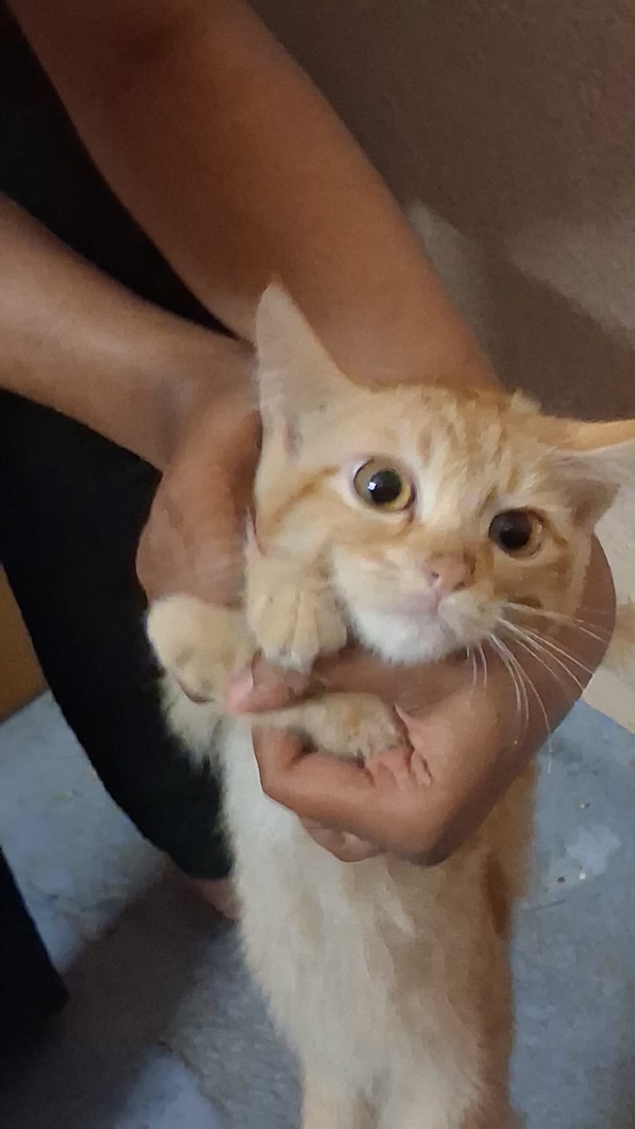 Cross male persian kitten for sale in Hyderabad