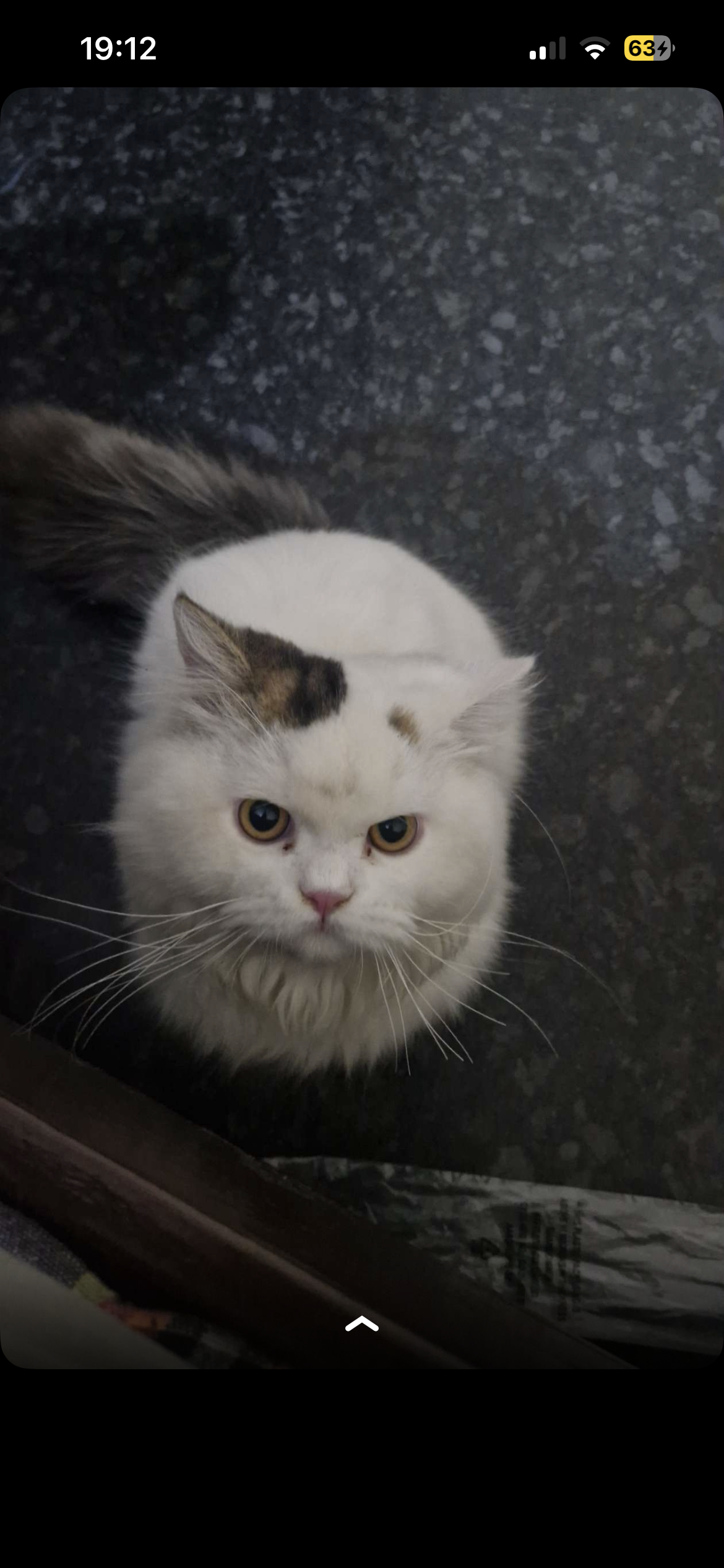 Persian Cat
