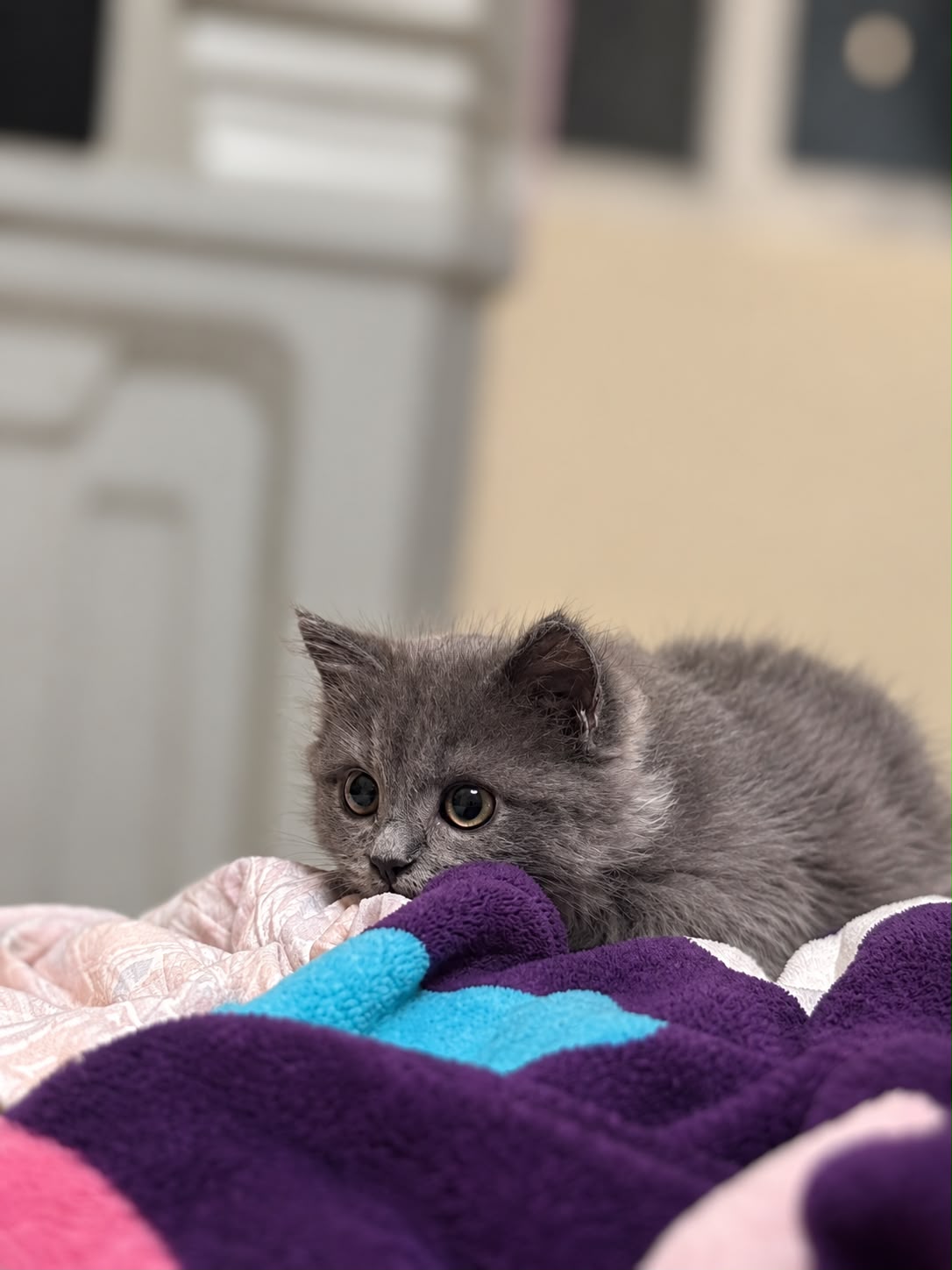 Perisan cat