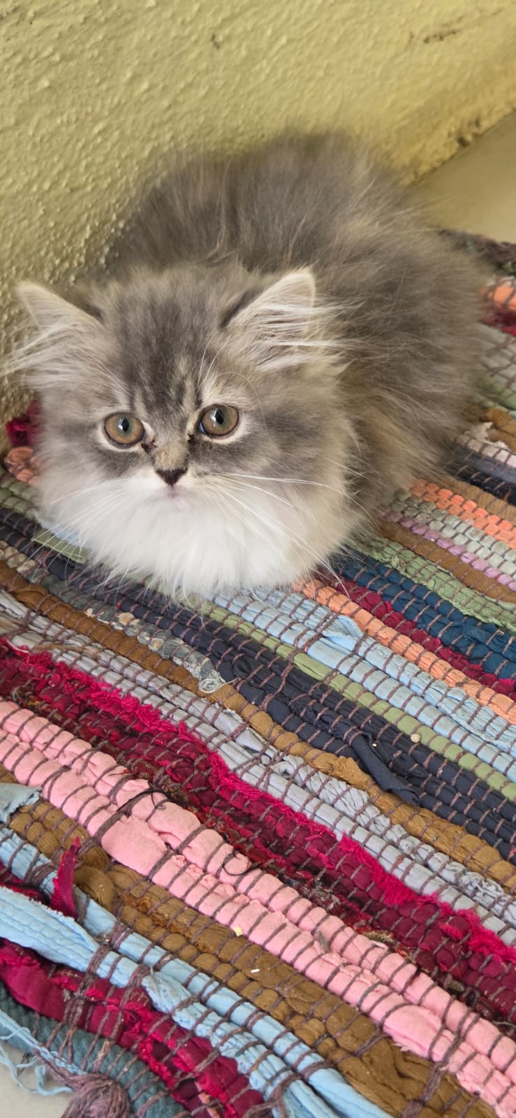 Persian Cat for sale in Bengaluru North