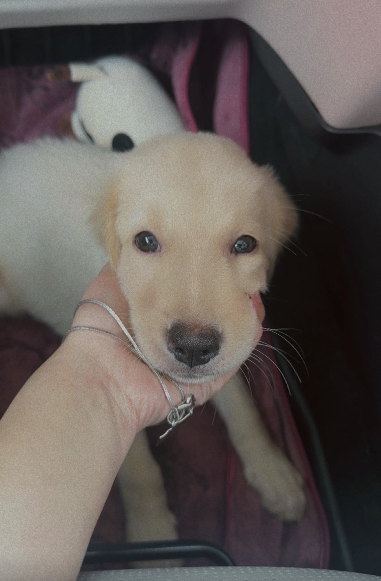 Golden retriever for sale in Jodhpur