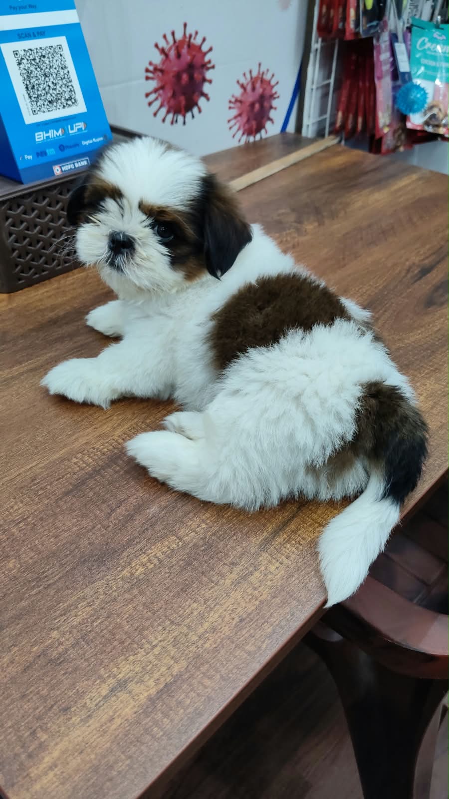 Shih Tzu for sale in Hyderabad