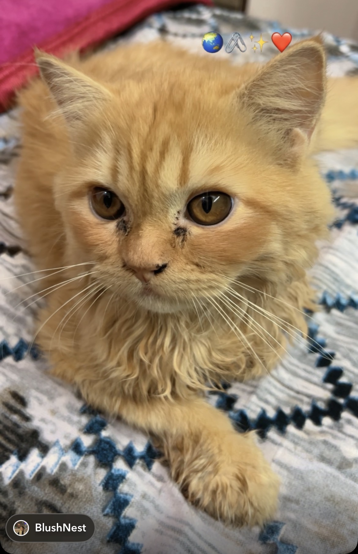 Persian Cat