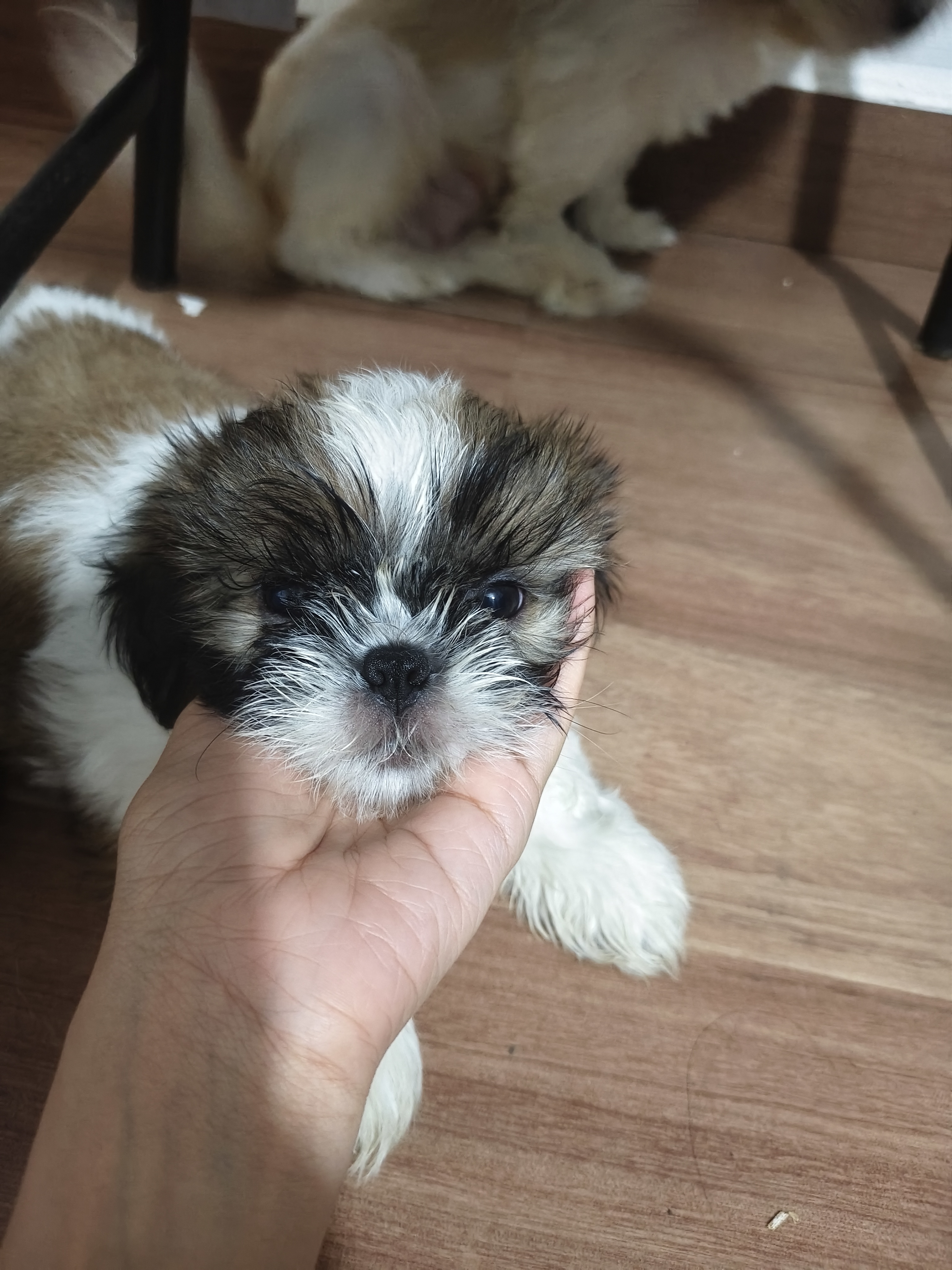 Shih Tzu for sale in Bhopal
