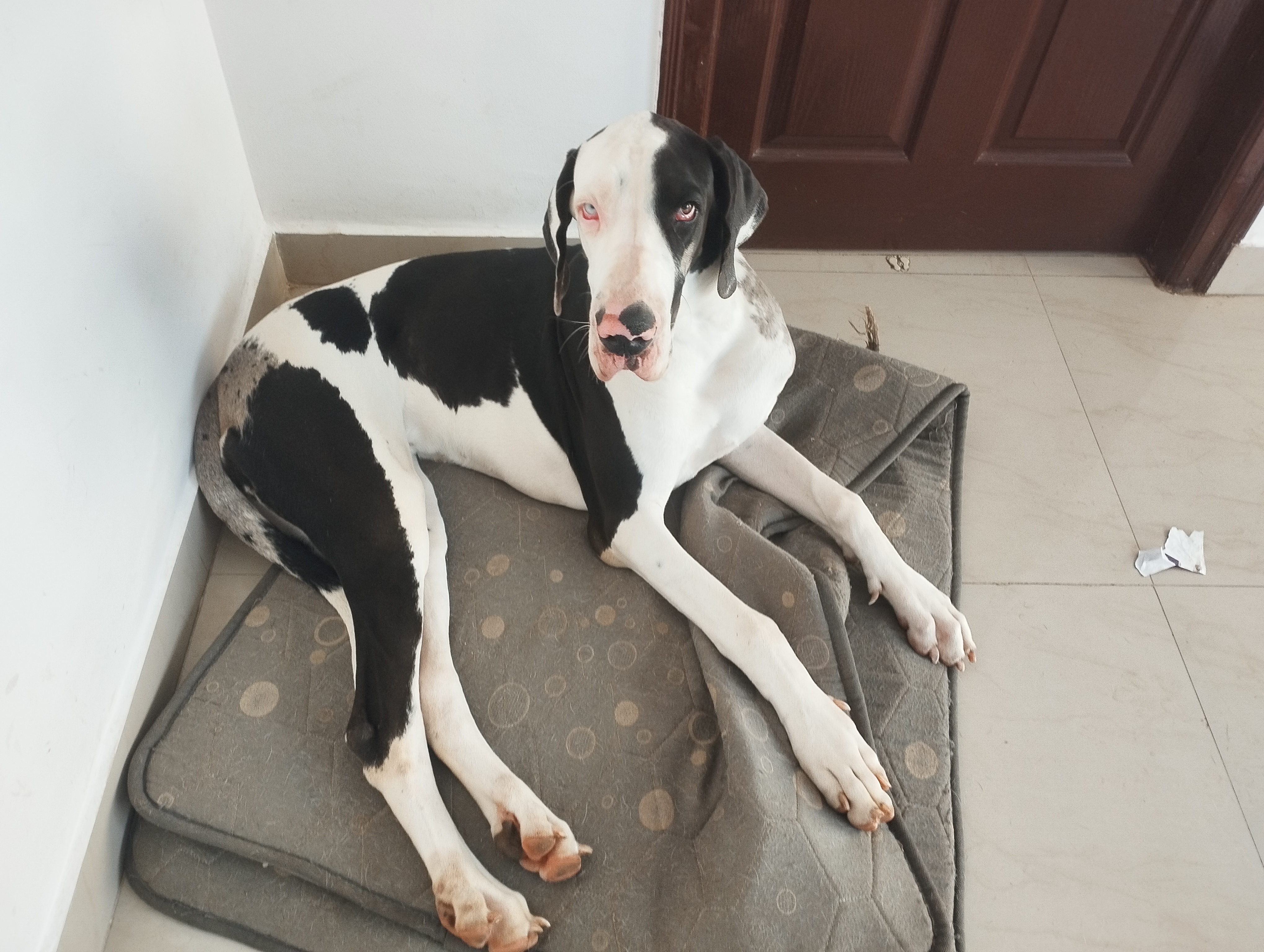 Great Dane for sale in Bengaluru Urban