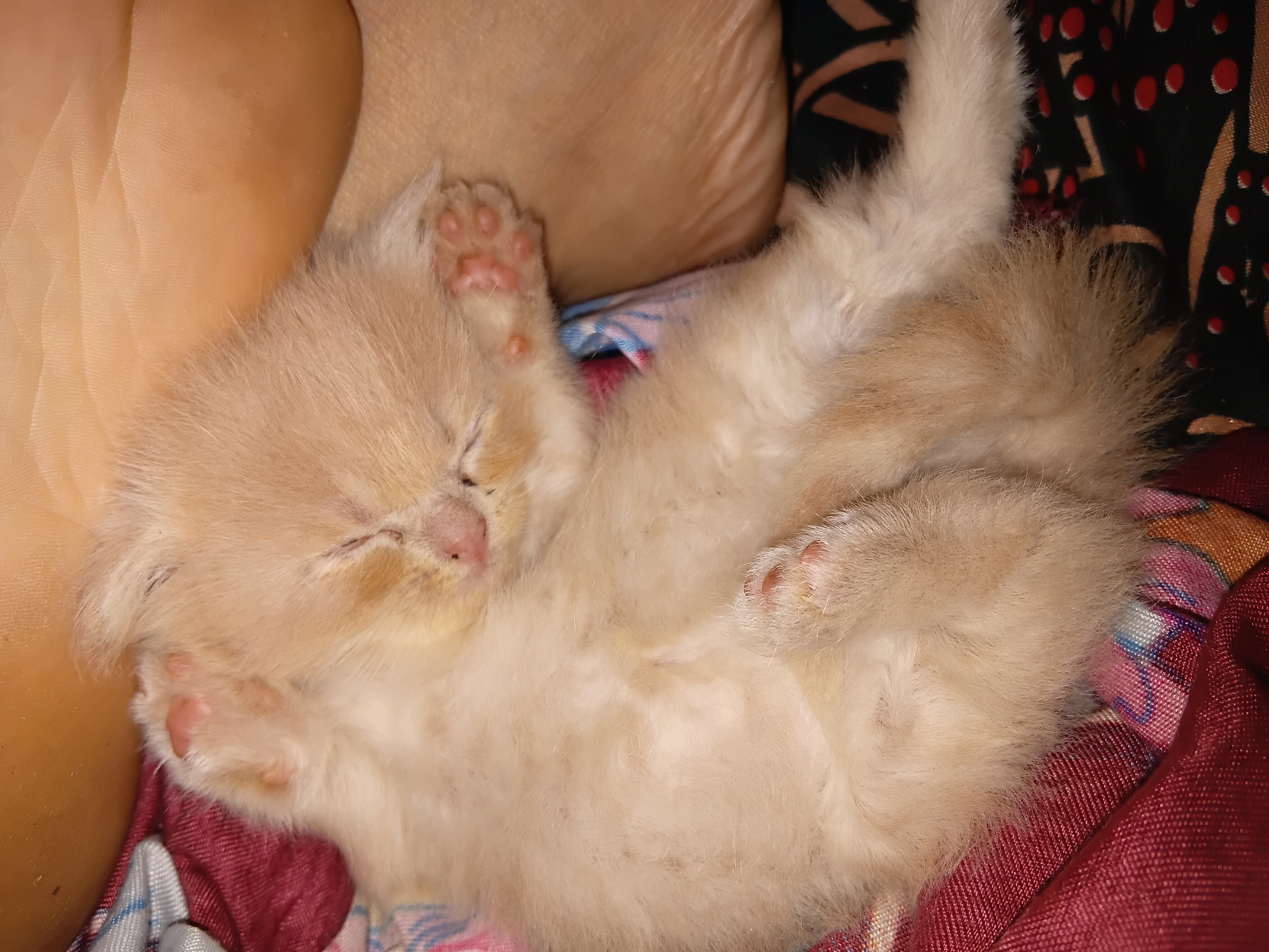 Persian kitten for sale in Hyderabad