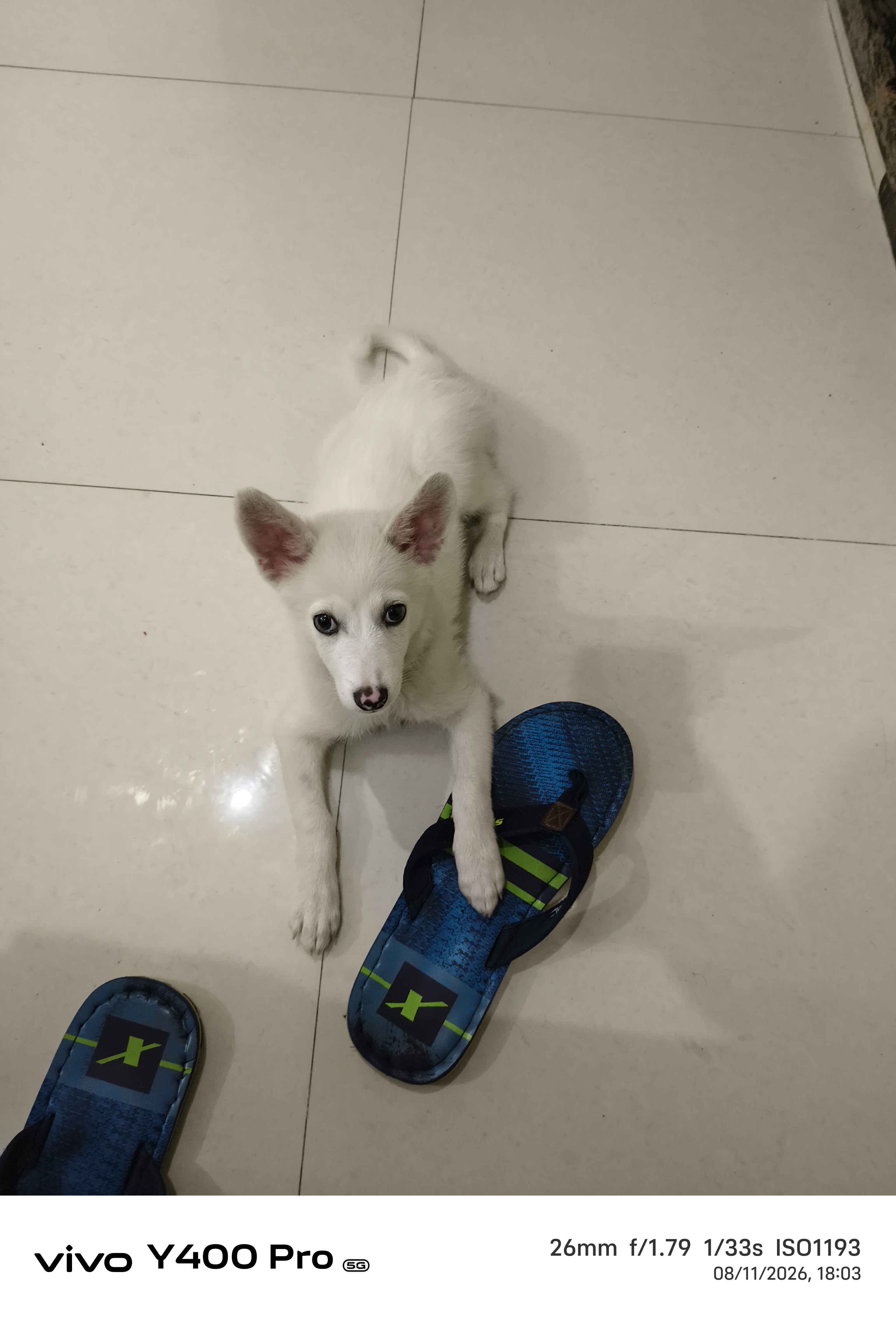 Pomerian spitz for sale in Robertsganj