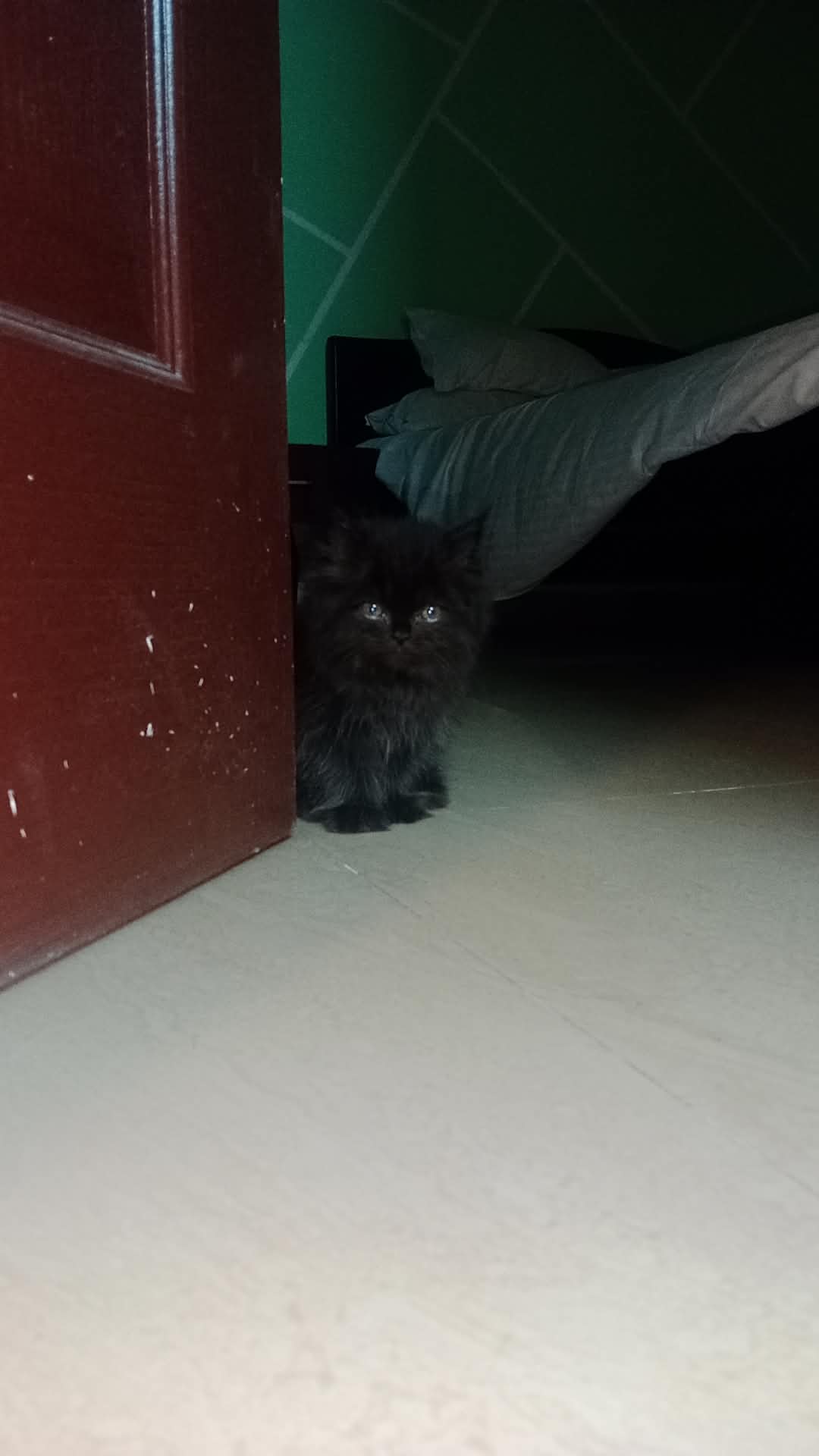 Persian kitten