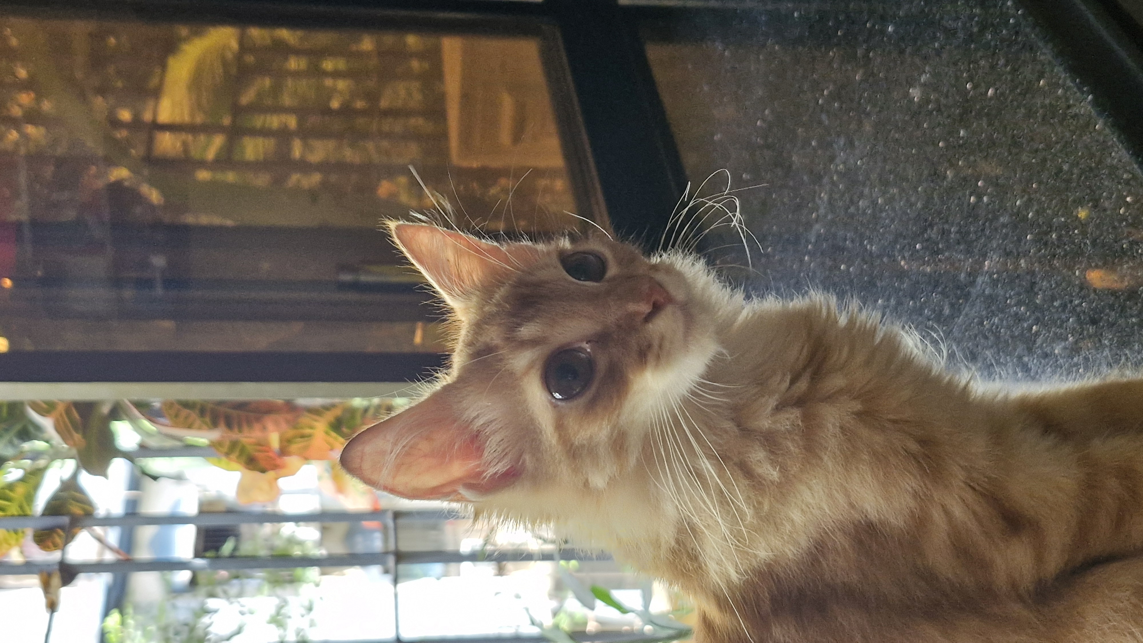 Persian cat for sale in Mumbai Suburban
