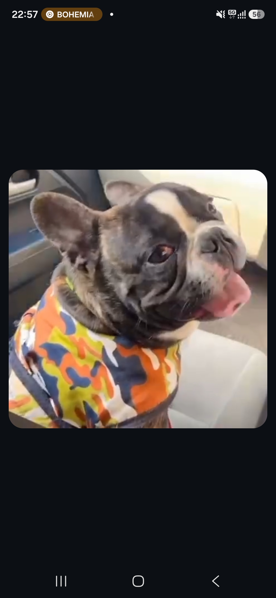 French bulldog for sale in Delhi