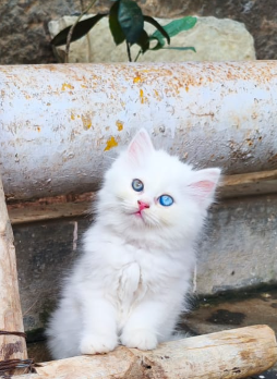 persian Kitten for sale in Bengaluru North