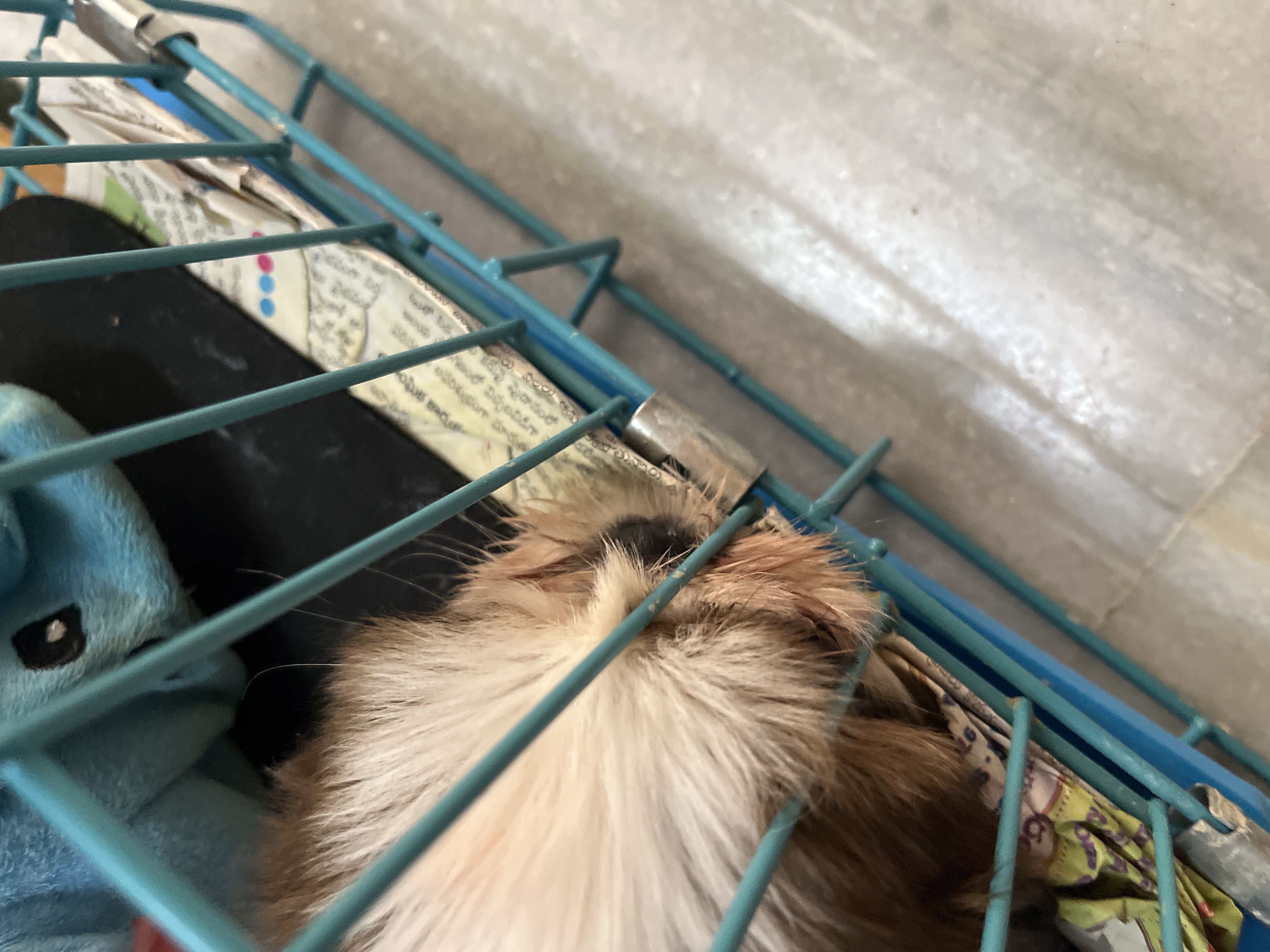 Shihtzu for sale in Khila Warangal