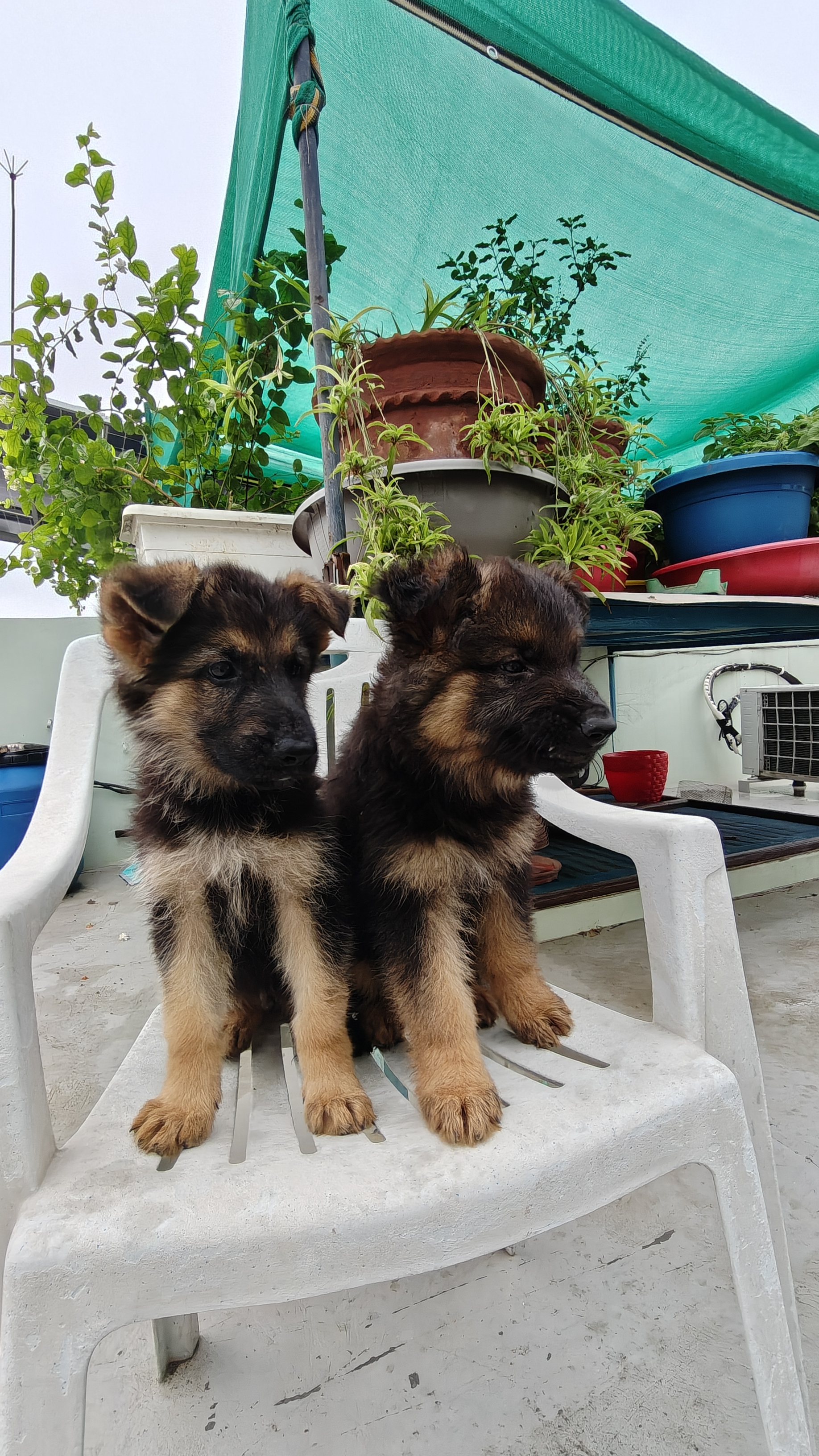 German shepherd for sale in Bareilly