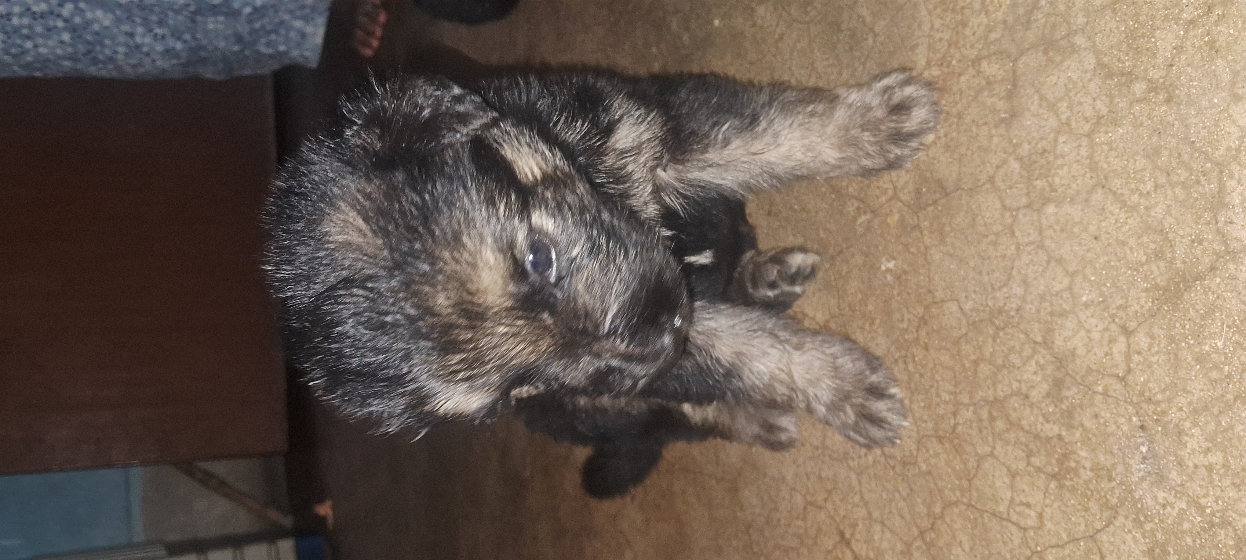 Jerman shepherd double coat puppy for sale in Bokaro