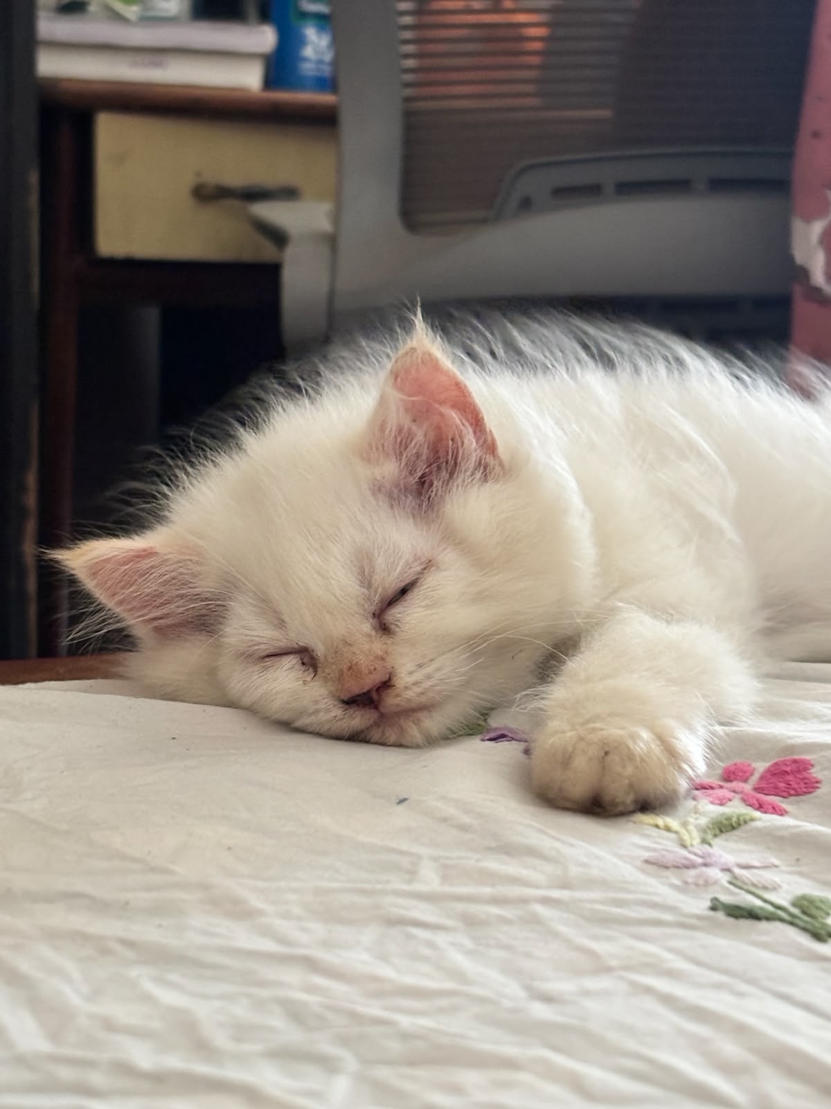 Persian Cat for sale in Mohali