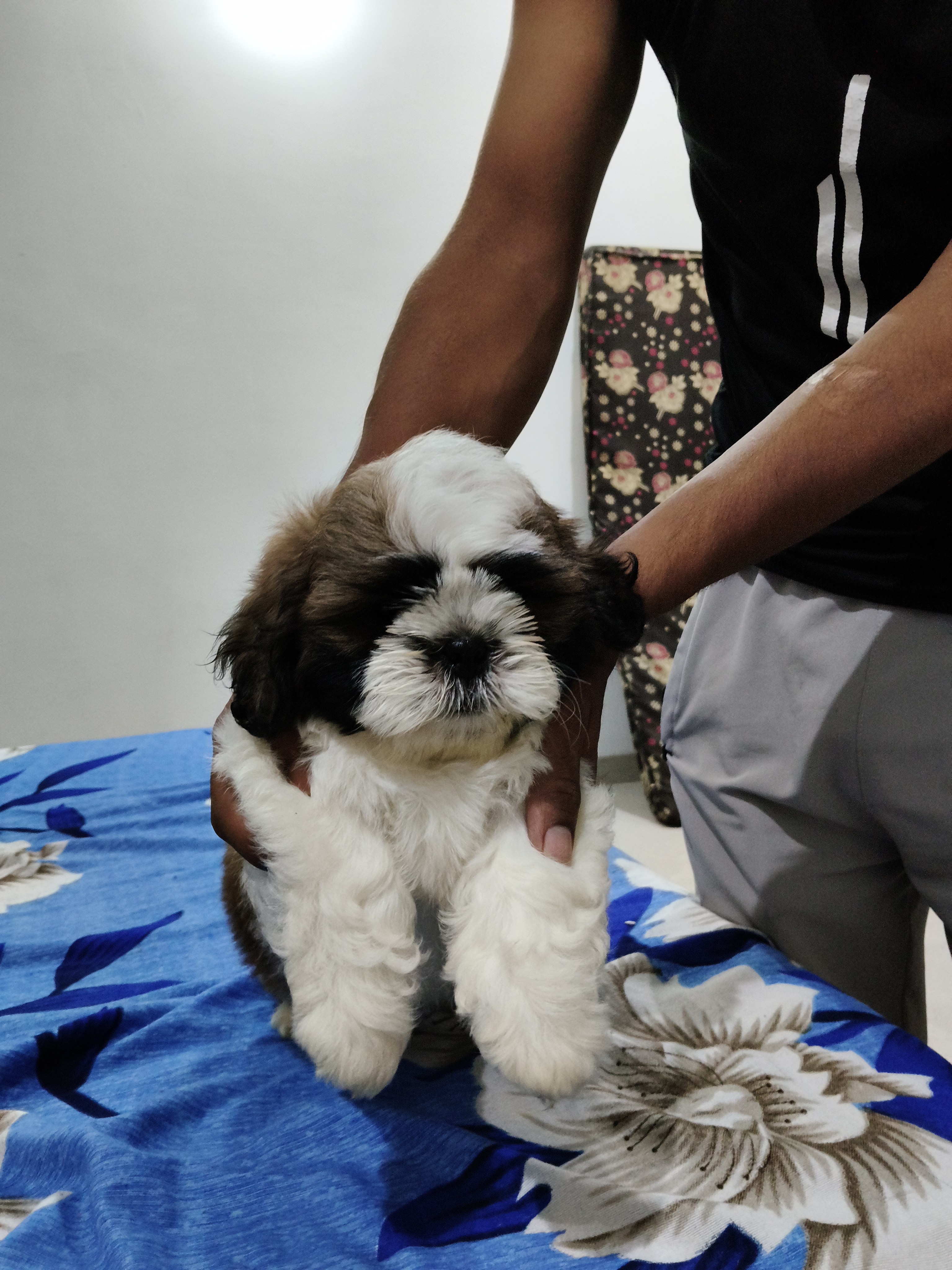 Shihzu for sale in Gurgaon