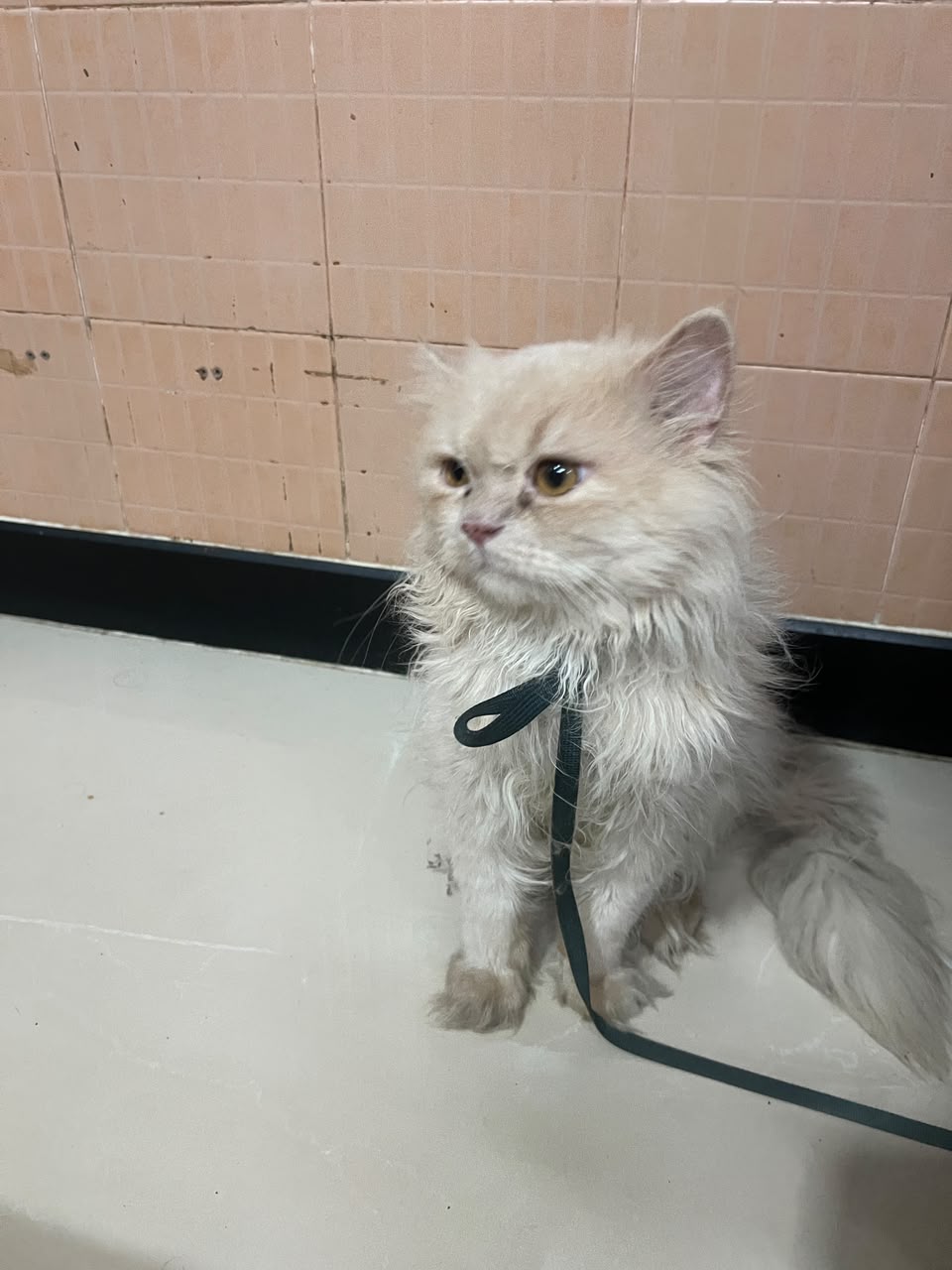 Persian Cat Male for sale in Mumbai Suburban