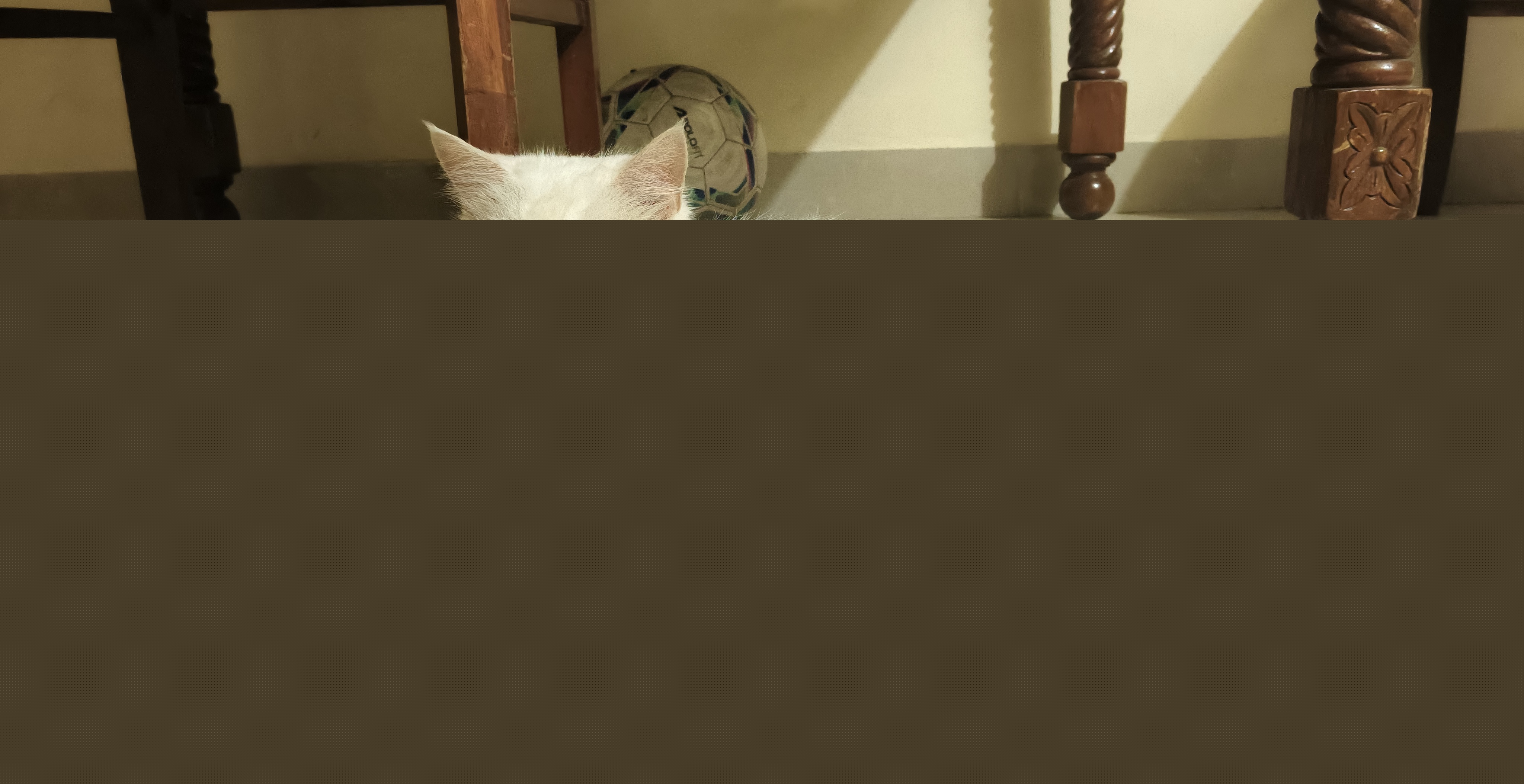Persian Cat for sale in Thane