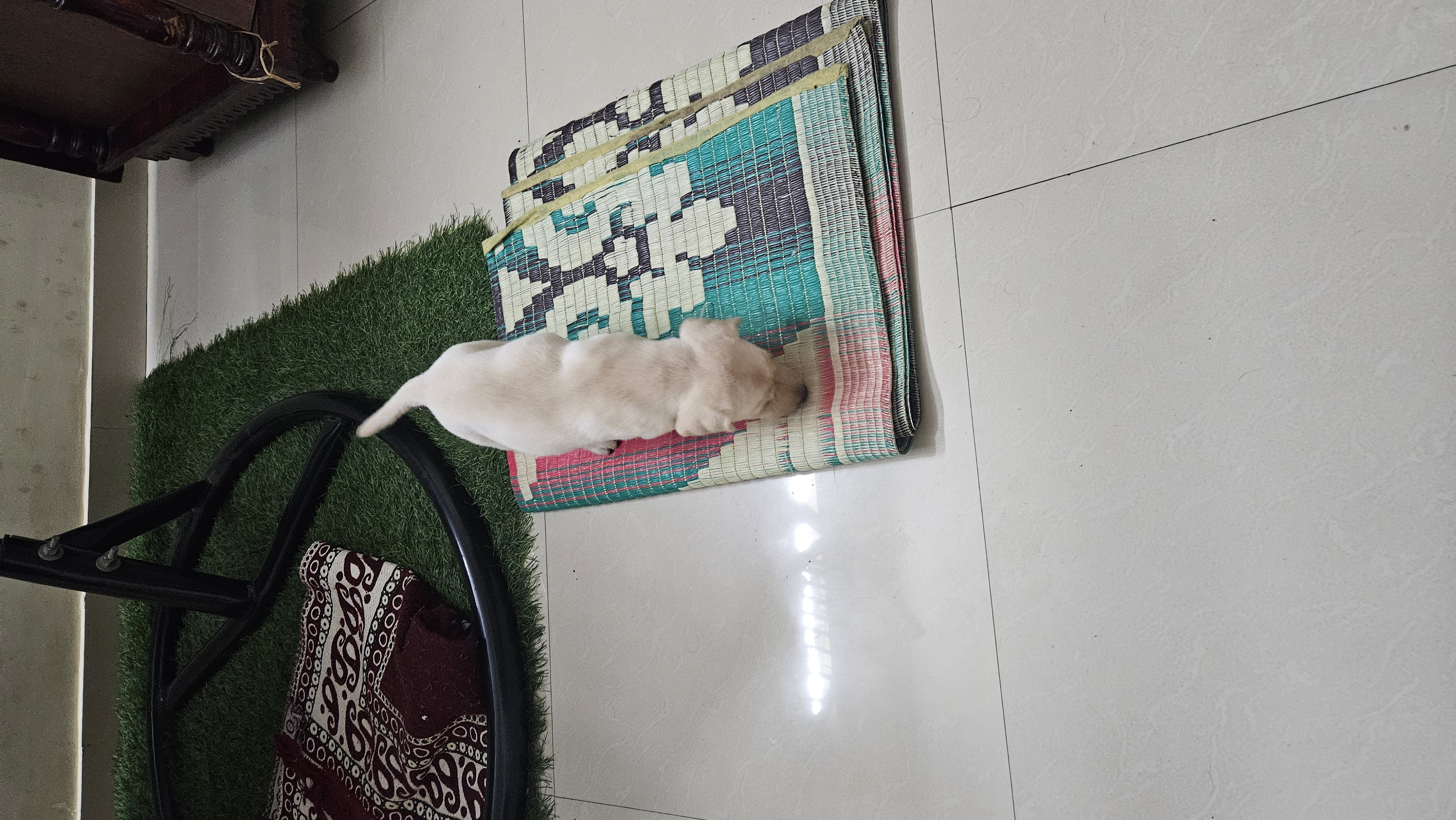 Lab for sale in Bengaluru Urban
