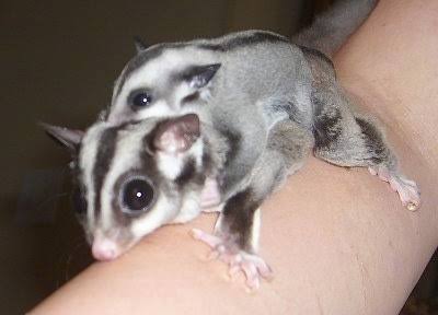 Sugar Glider for sale in Thiruvananthapuram