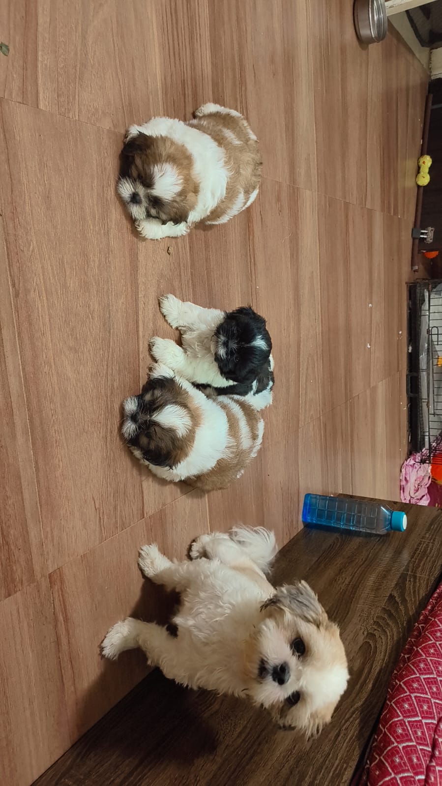 Shihtzu for sale in Bhopal