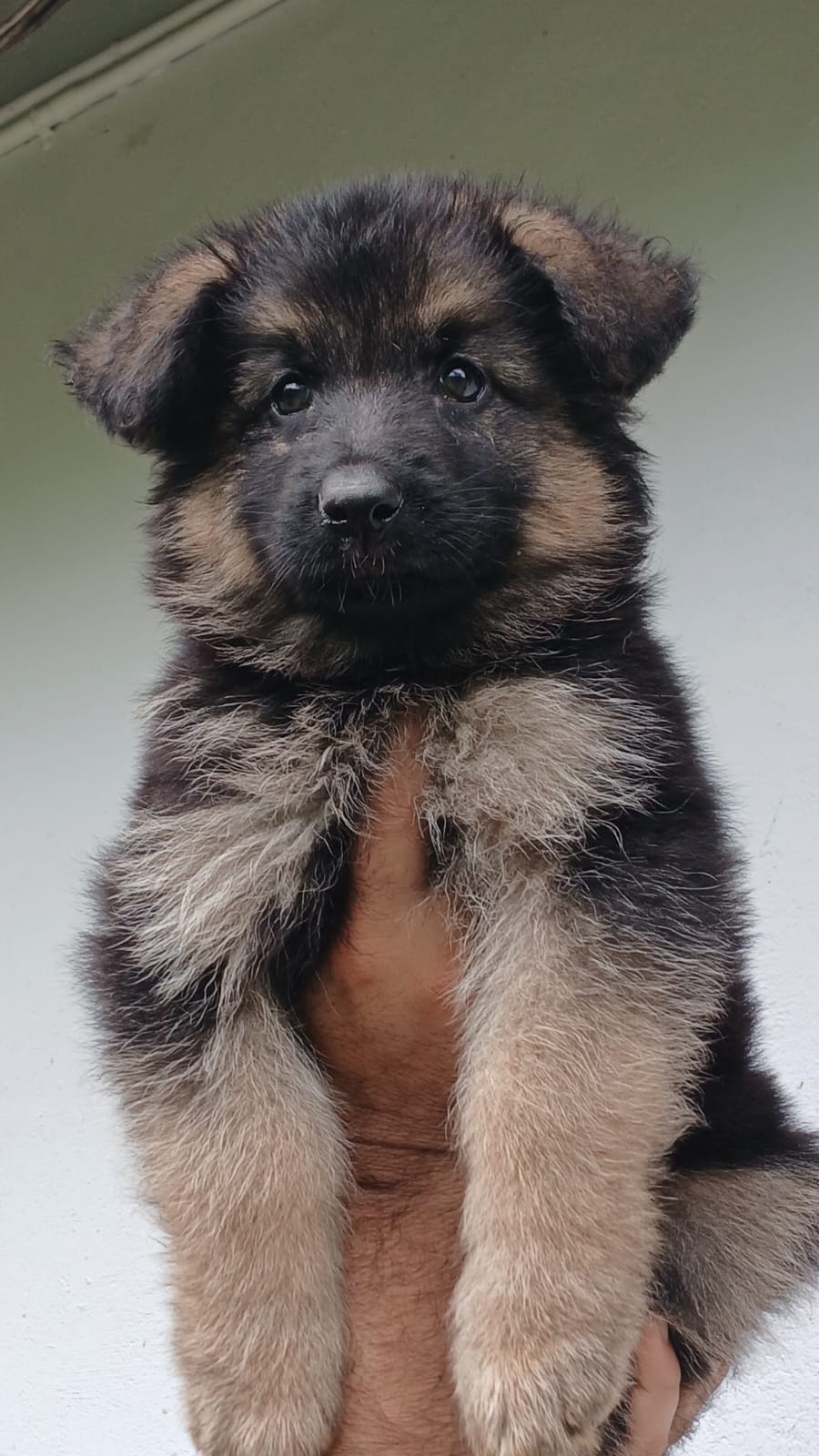 German shepherd for sale in Shivamogga