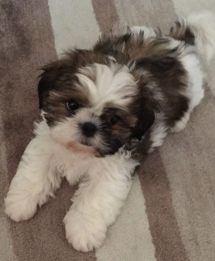 Shihtzu for sale in Hyderabad