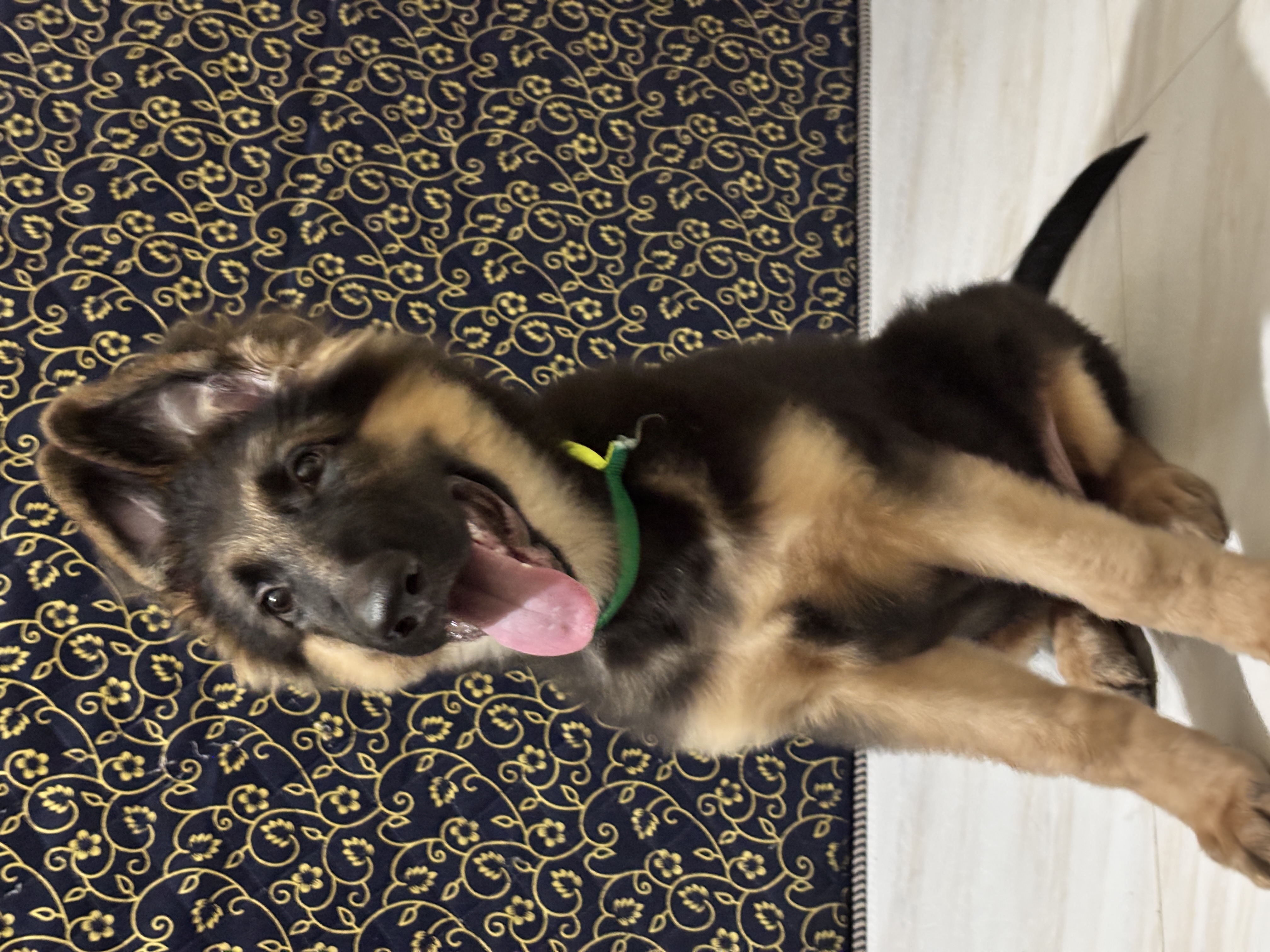 German shepherd for sale in Thane