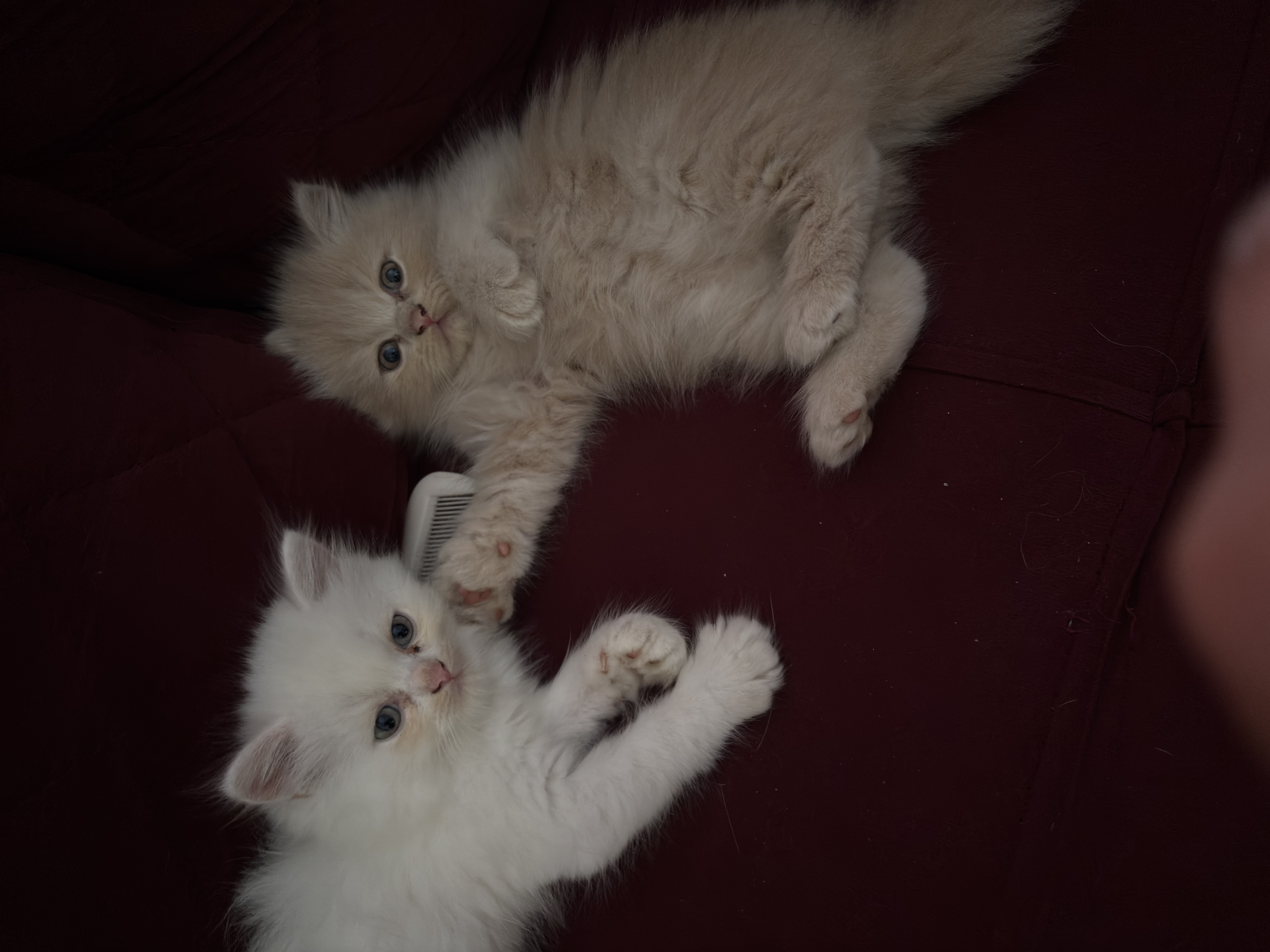 Persian kittens for sale in Hyderabad