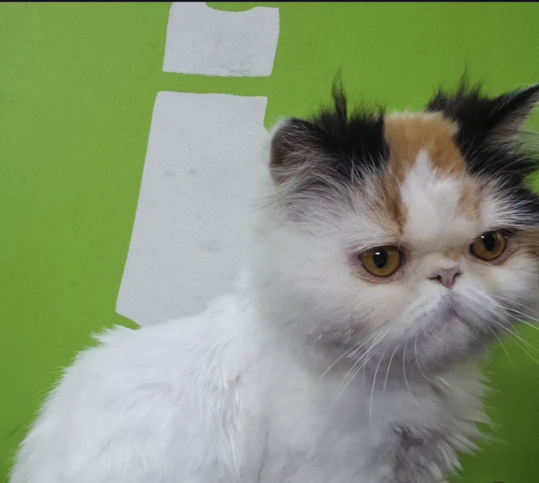 Persian cat for sale in Delhi